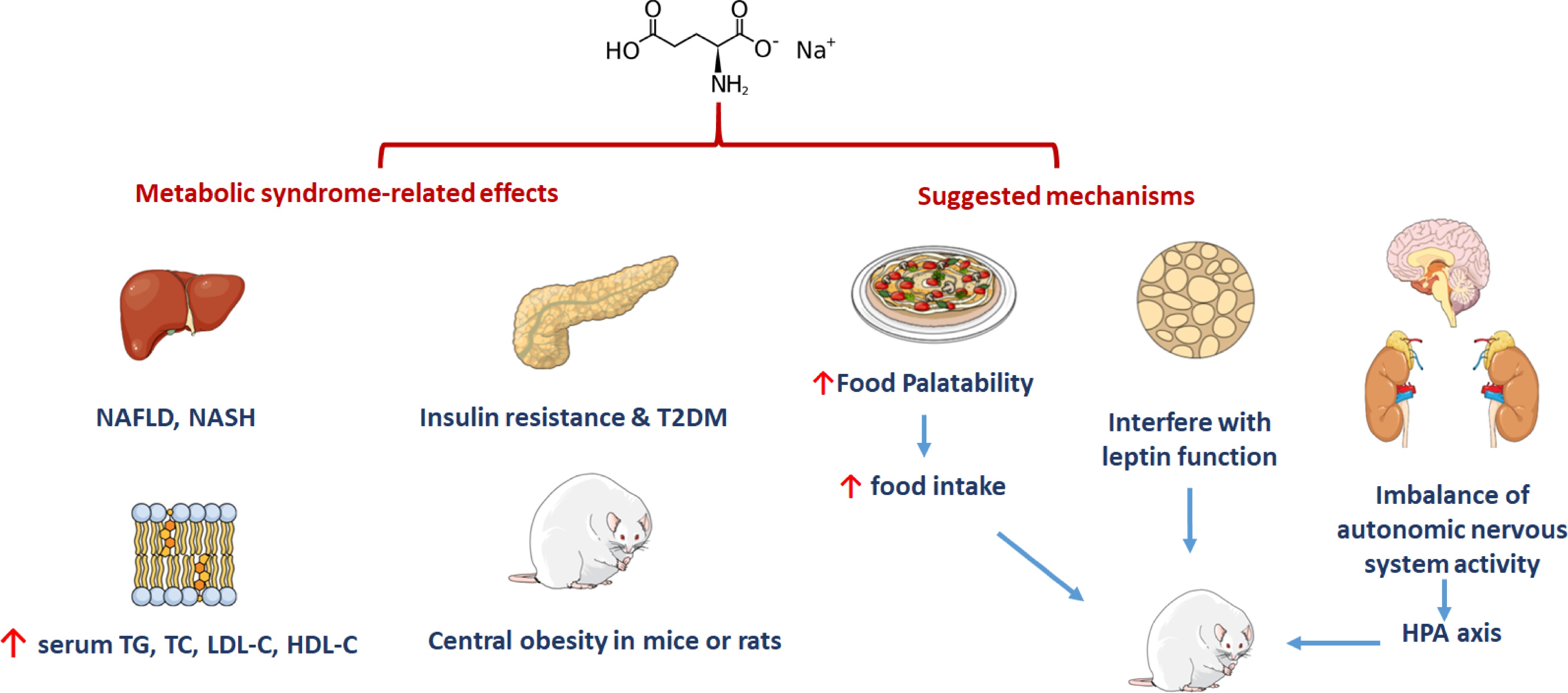 A multifaceted review of monosodium glutamate effects on human health