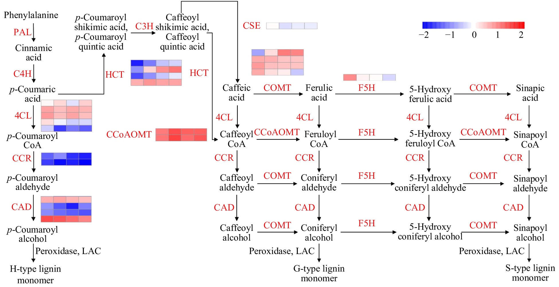 Genome-wide identification and analysis of monolignol biosynthesis ...