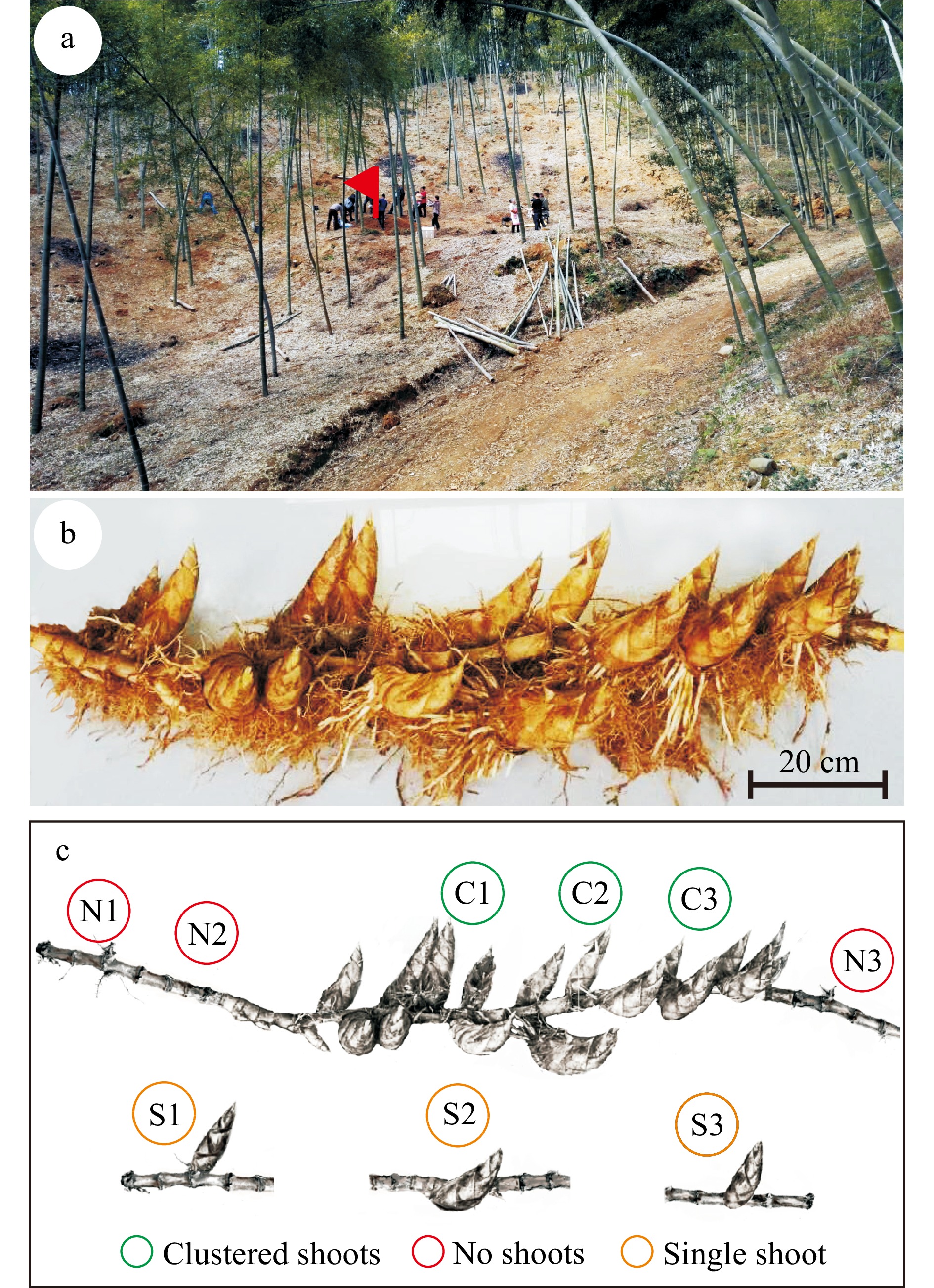 Case study of a rhizosphere microbiome assay on a bamboo rhizome with ...