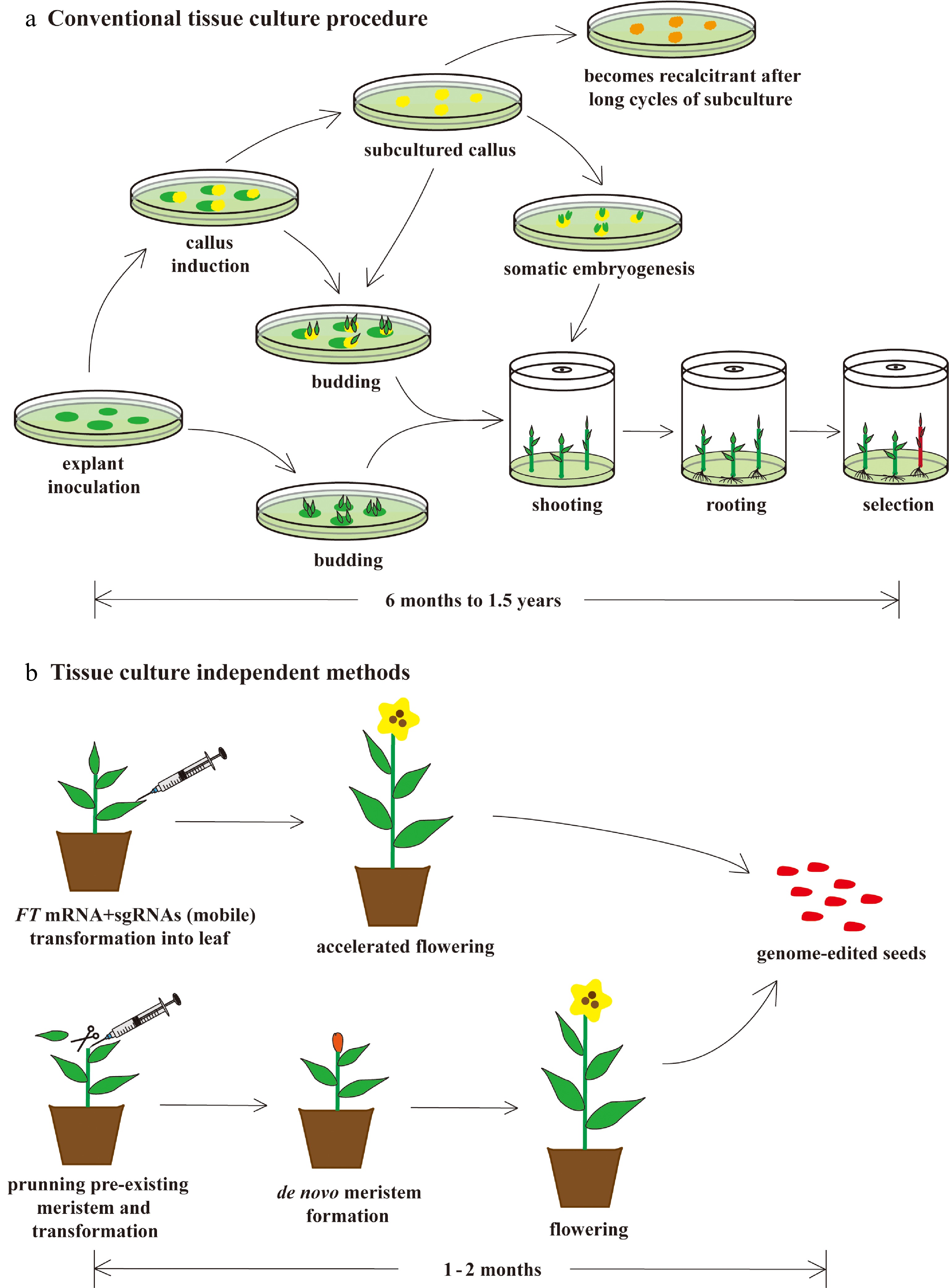 Progress and challenges in applying CRISPR/Cas techniques to the genome ...