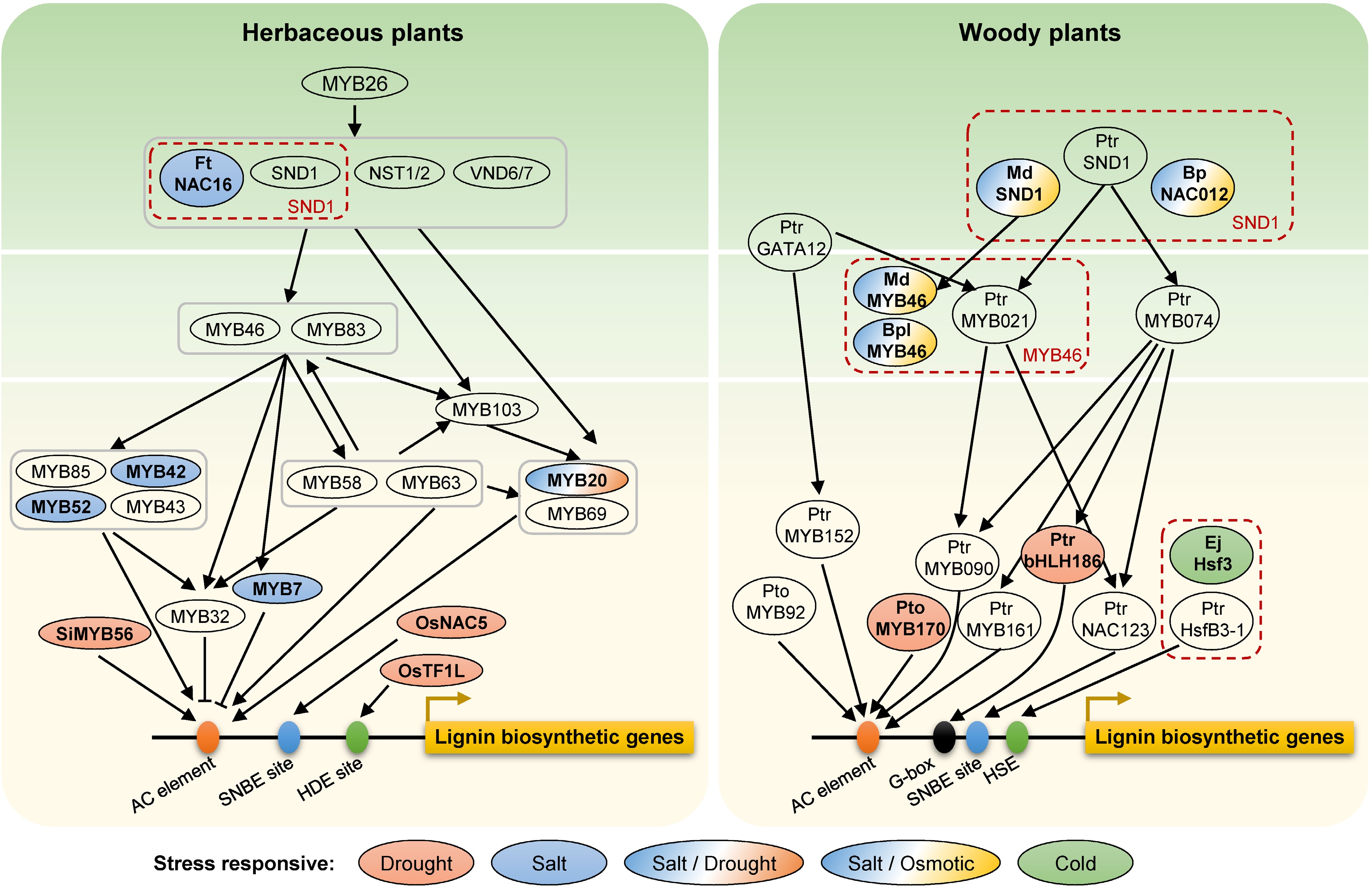 Lignin In Plants