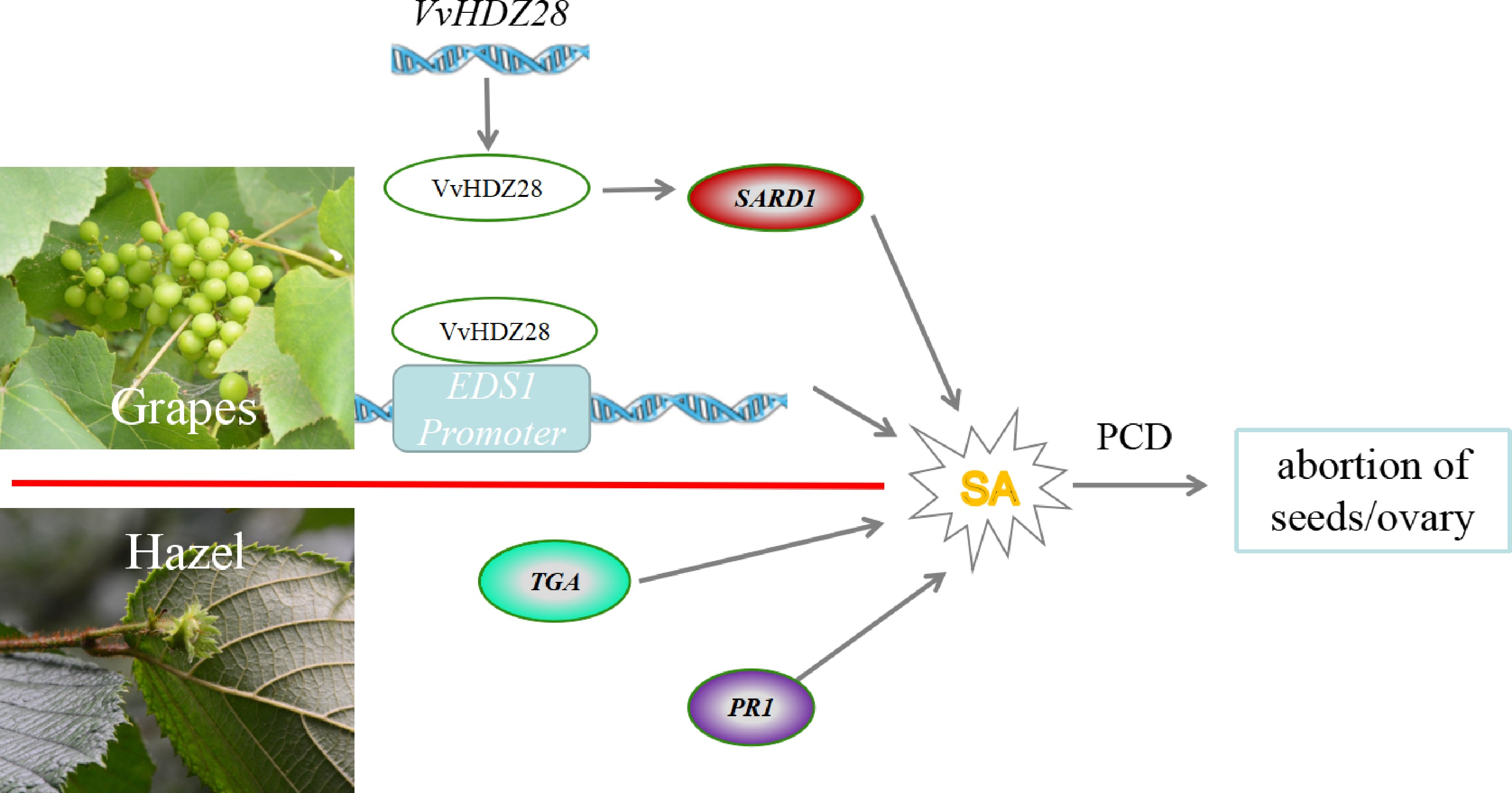 The Role Of Salicylic Acid In Plant Flower Development