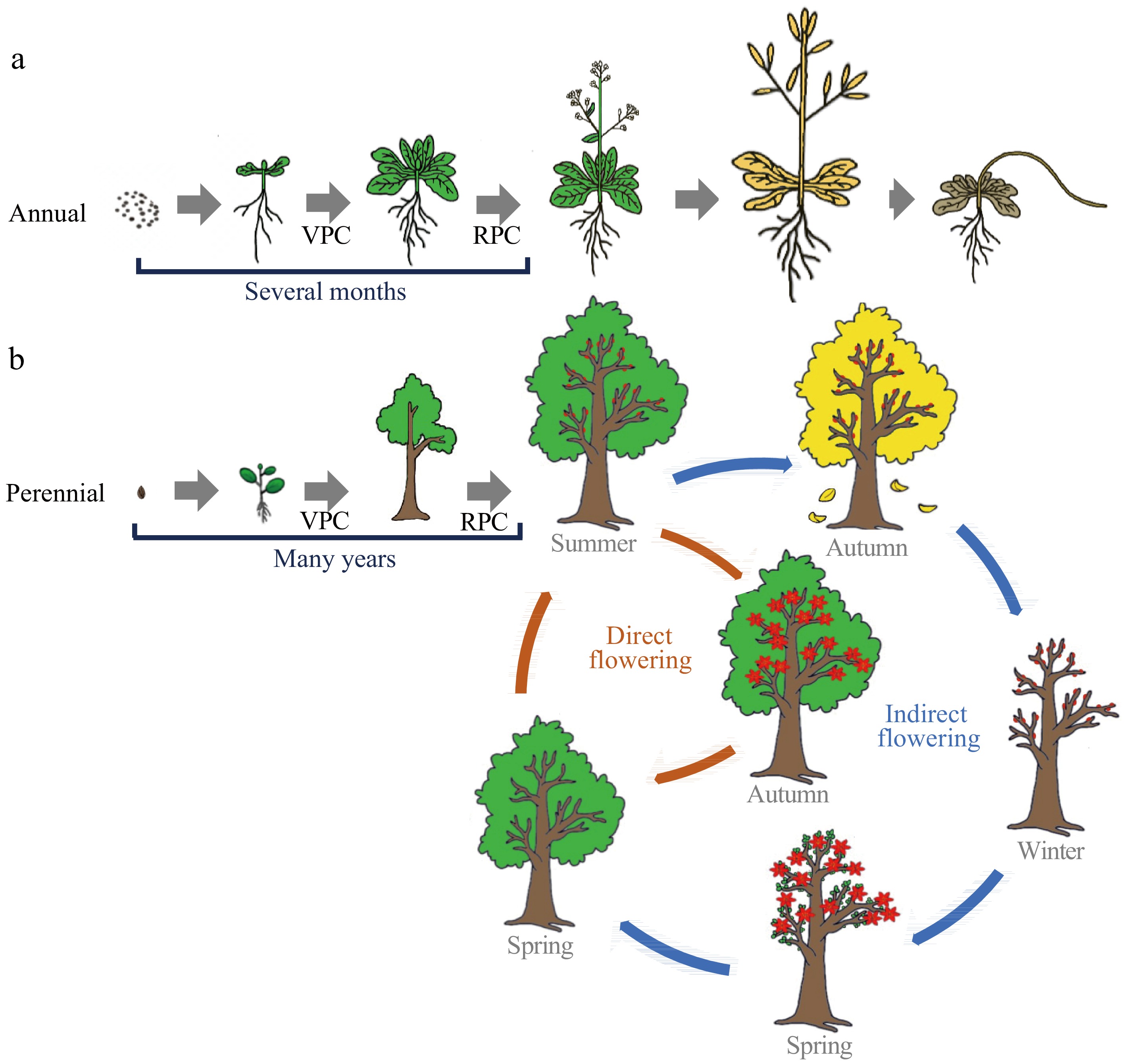 Phenology Shift at Sherry Pica blog