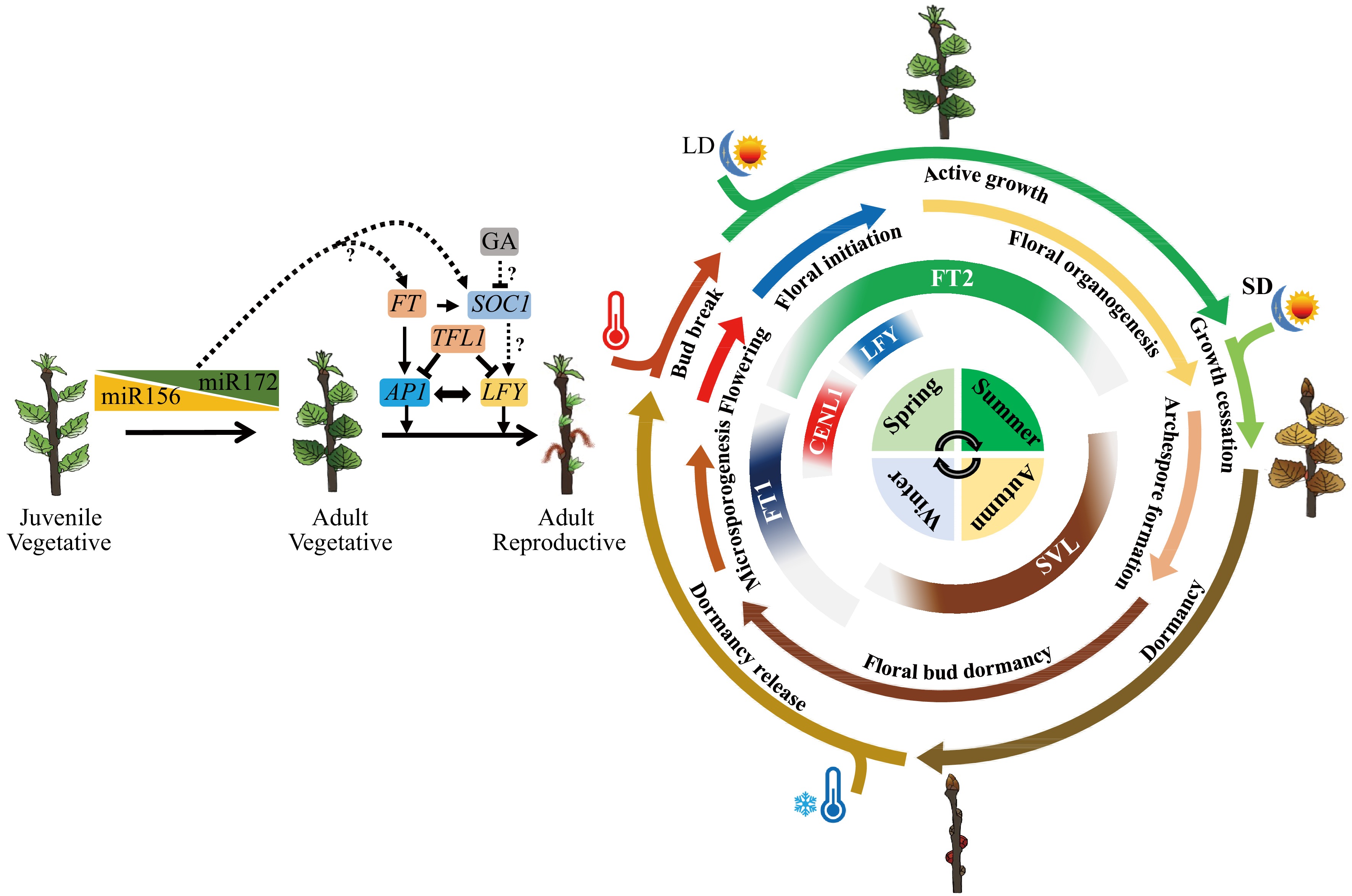 Molecular mechanisms of flowering phenology in trees