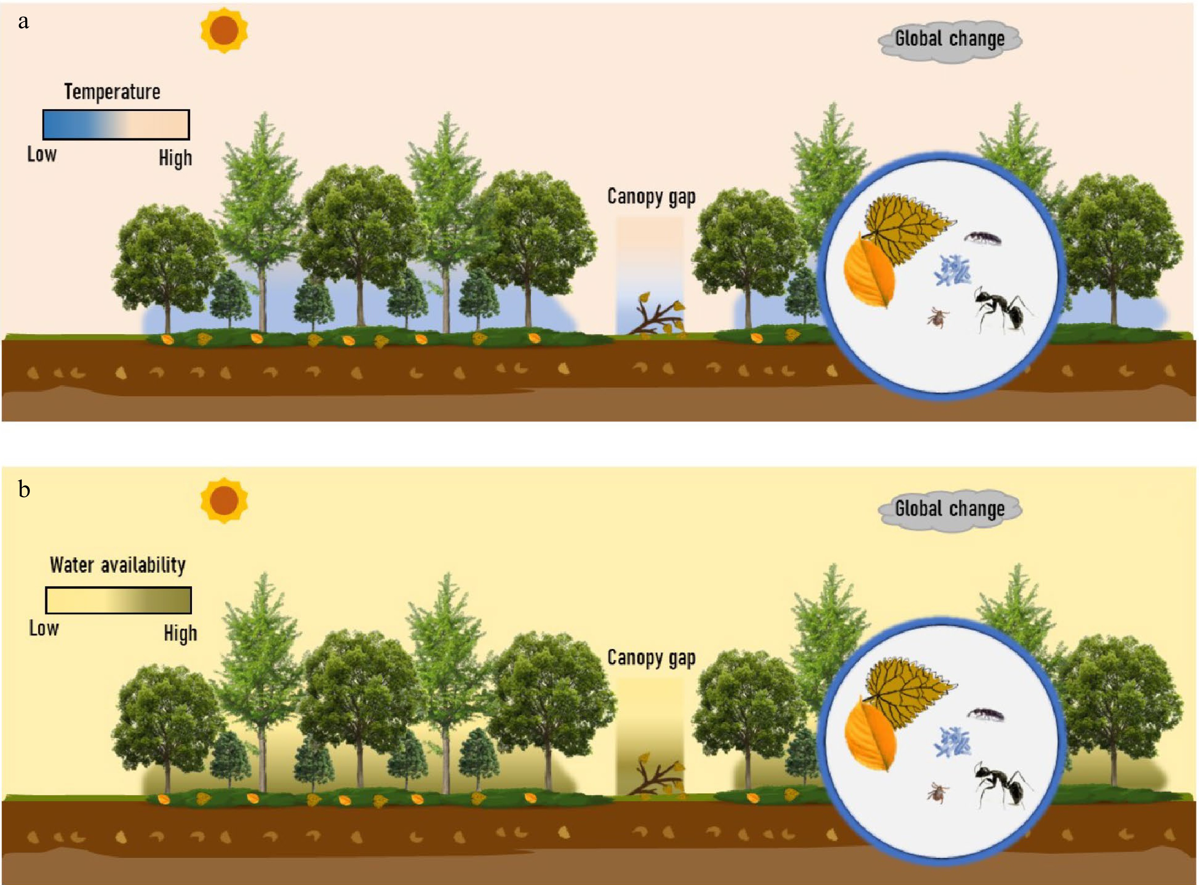 Forest understory vegetation study: current status and future trends