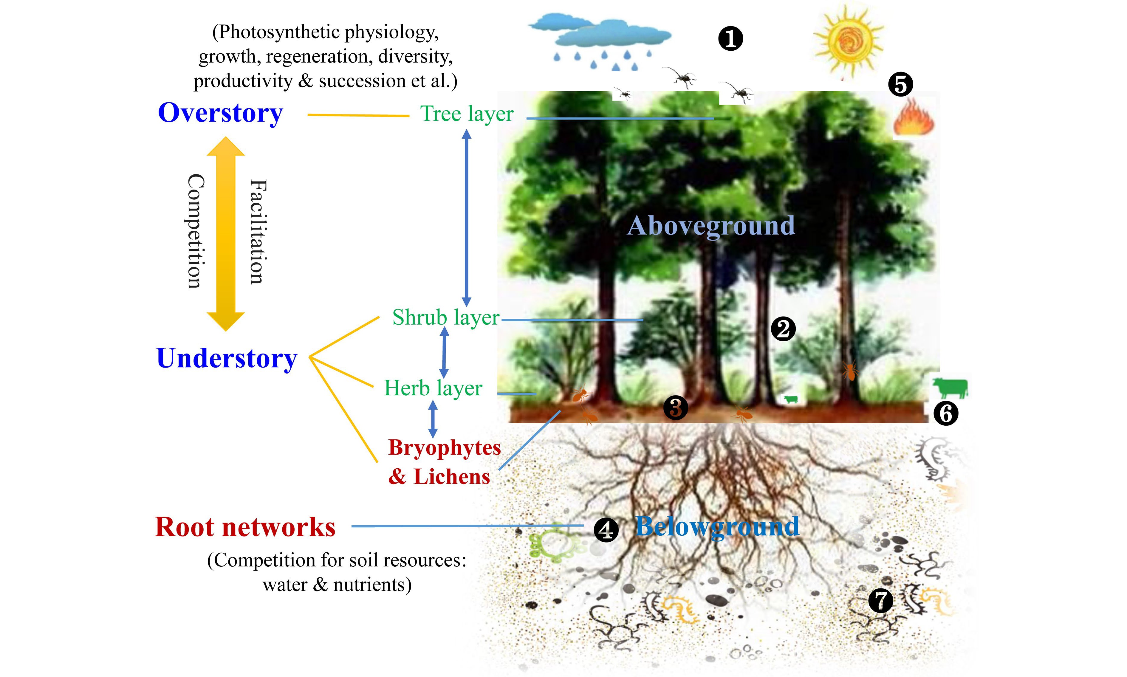 Forest Understory Vegetation Study: Current Status And Future Trends