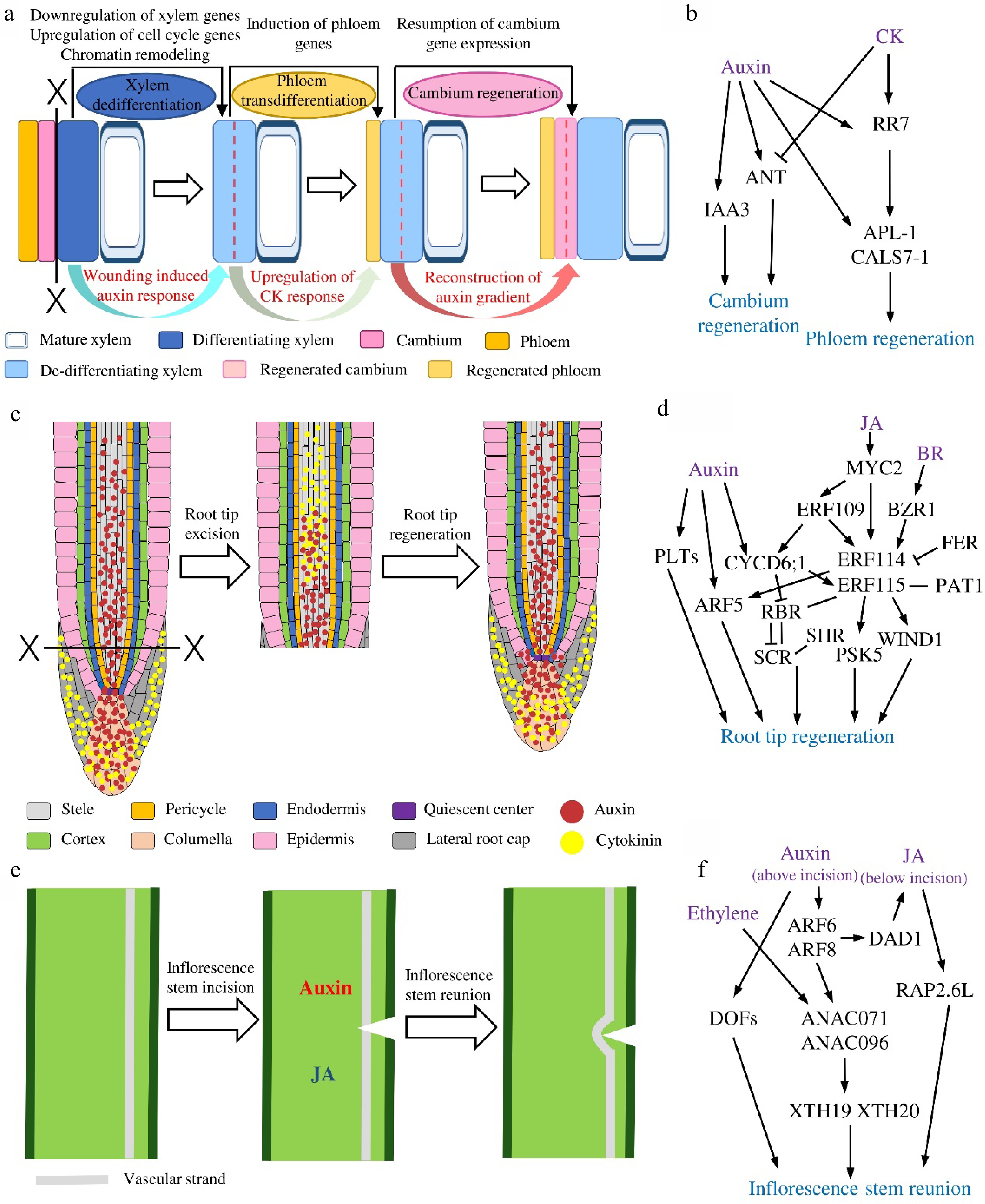 Plant in situ tissue regeneration dynamics, mechanisms and