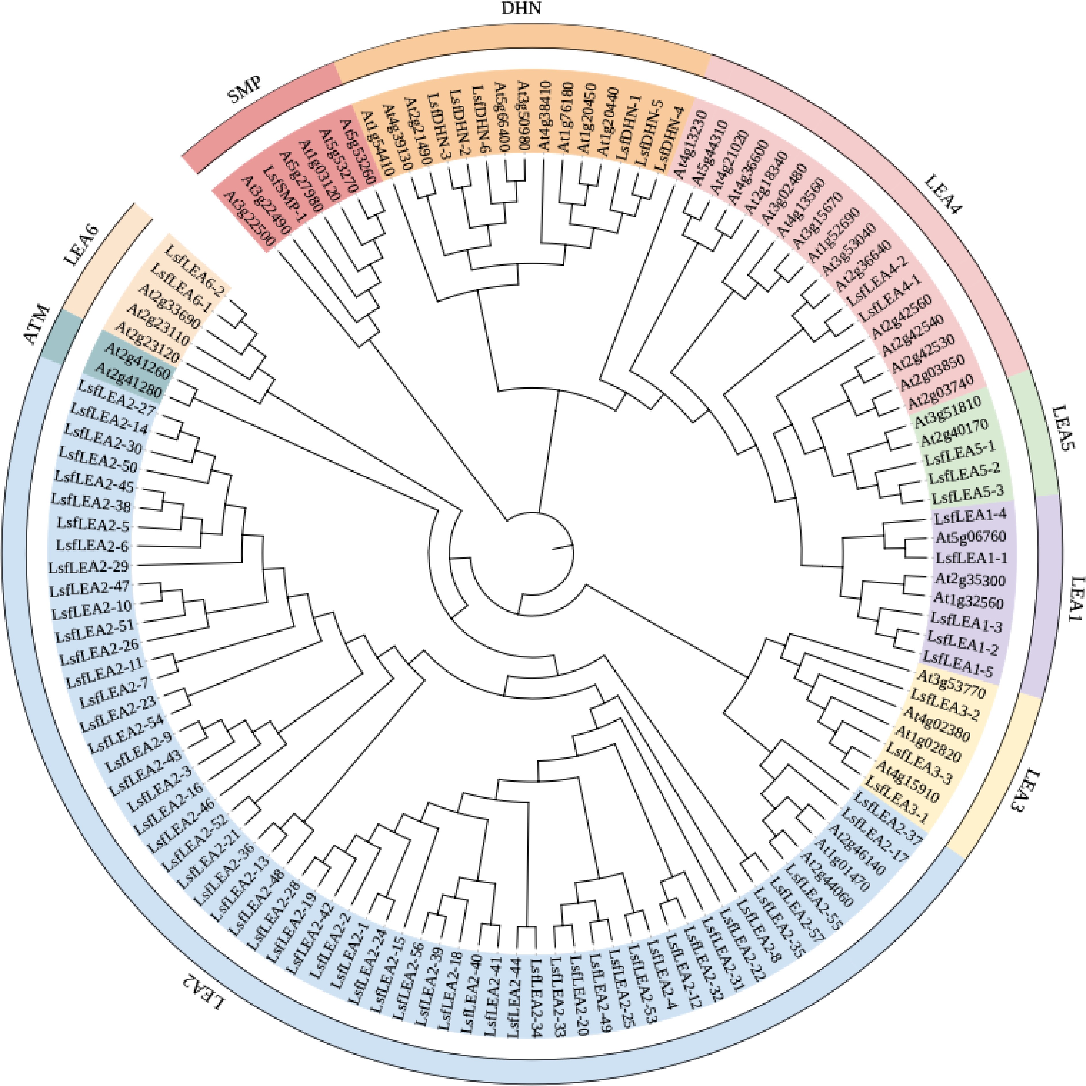 Genome-wide identification and expression analysis of late ...