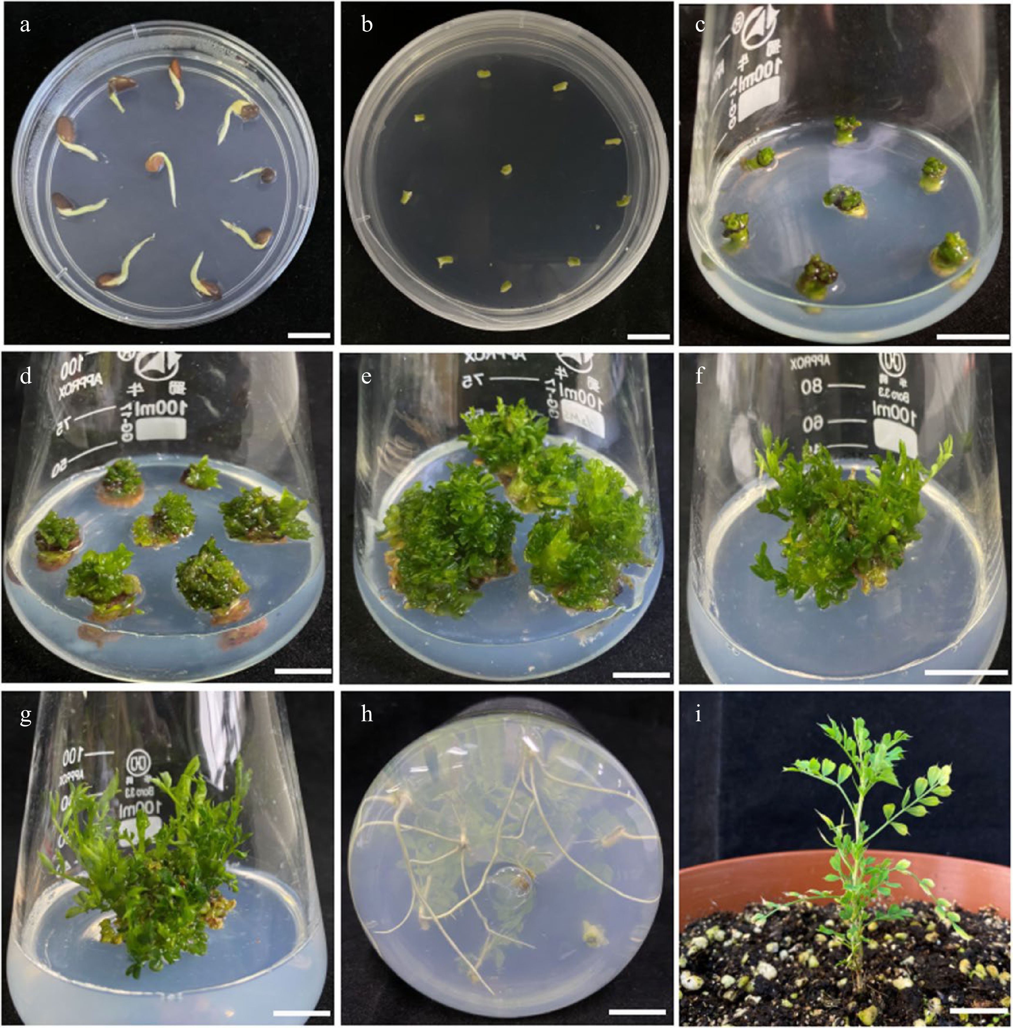 In vitro regeneration and Agrobacterium -mediated genetic ...