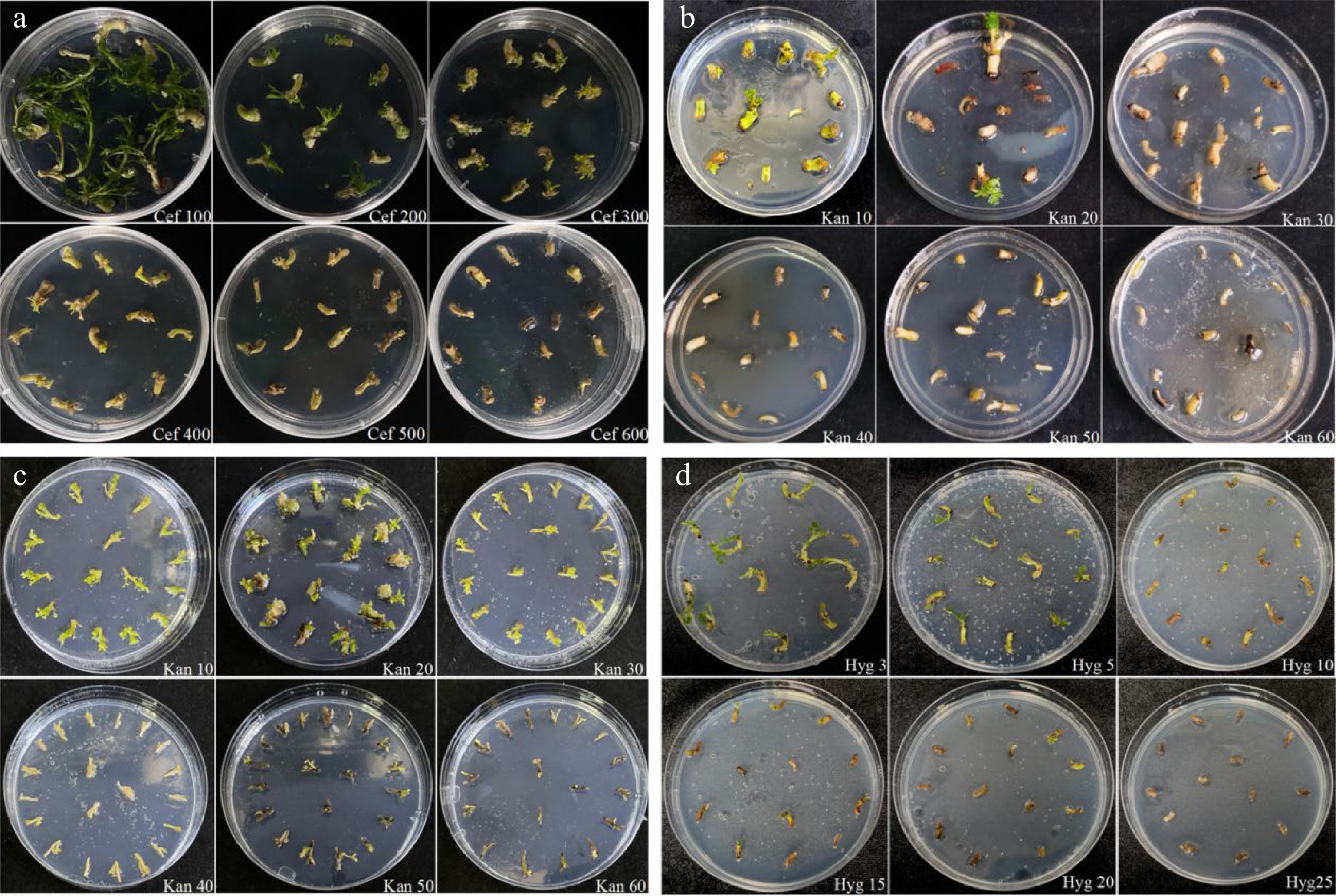 In vitro regeneration and Agrobacterium -mediated genetic ...