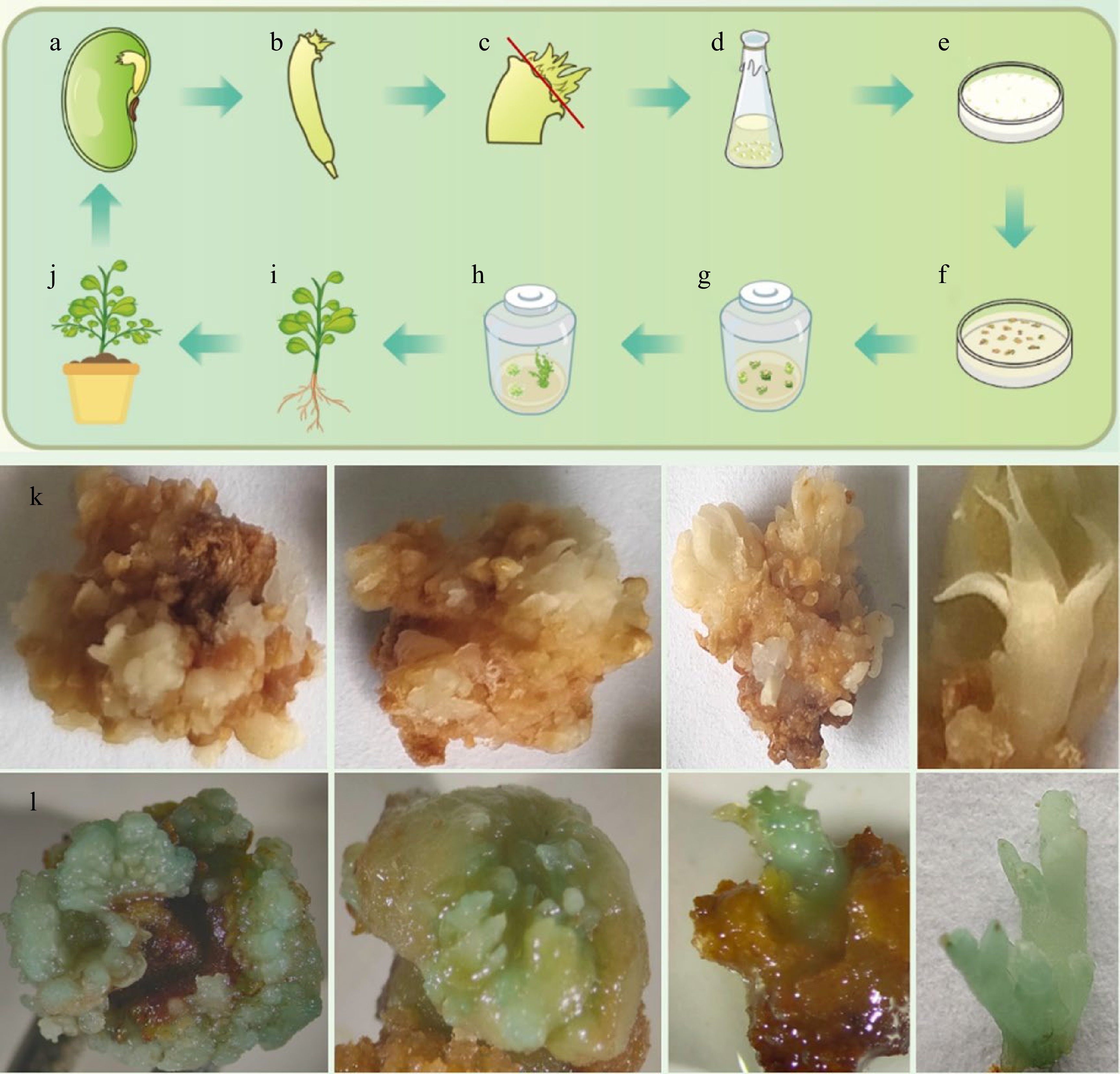 In vitro regeneration and Agrobacterium -mediated genetic ...