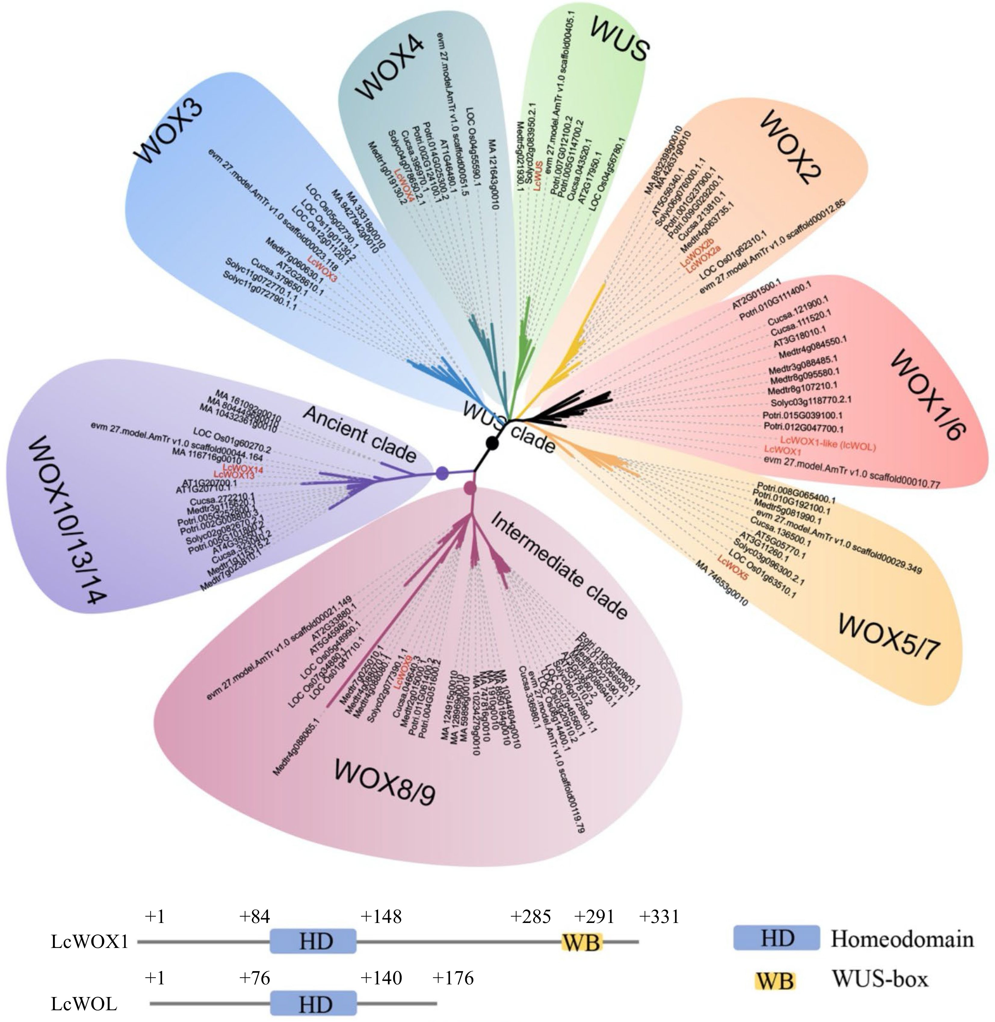 Wox Api Expression dynamics of WOX homeodomain transcription factors during ...