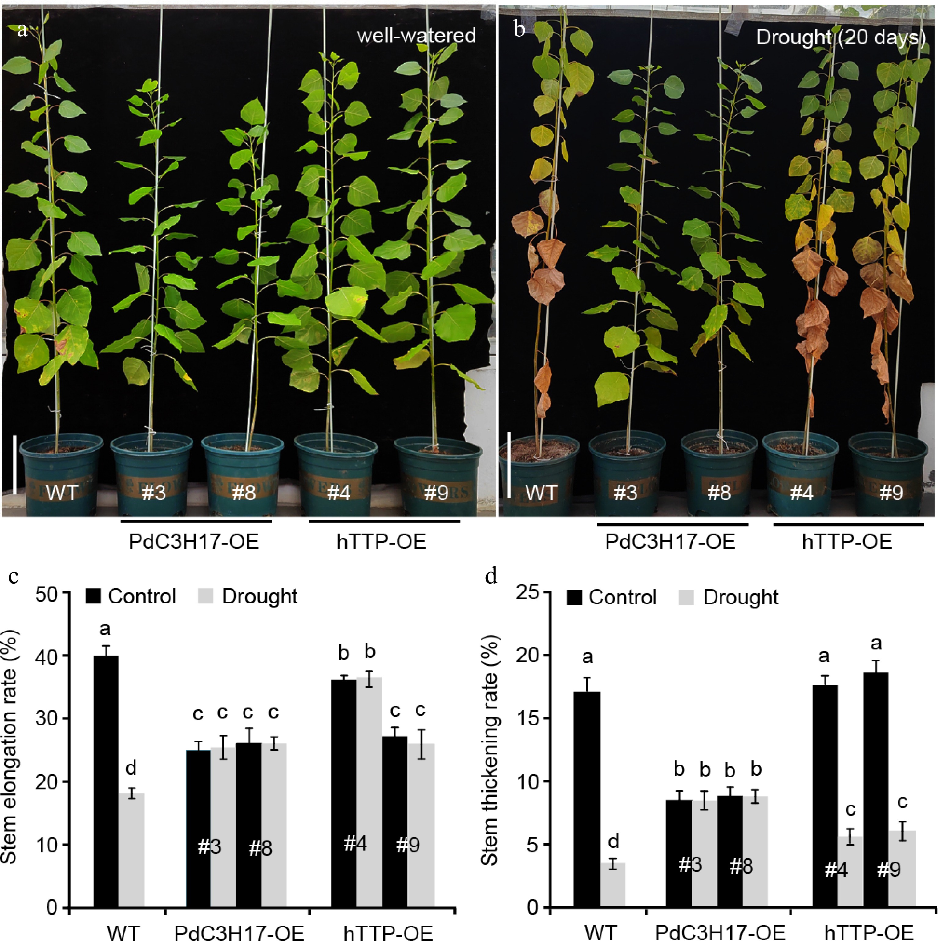 Ectopic expression of TTP gene from human in poplar promotes xylem ...