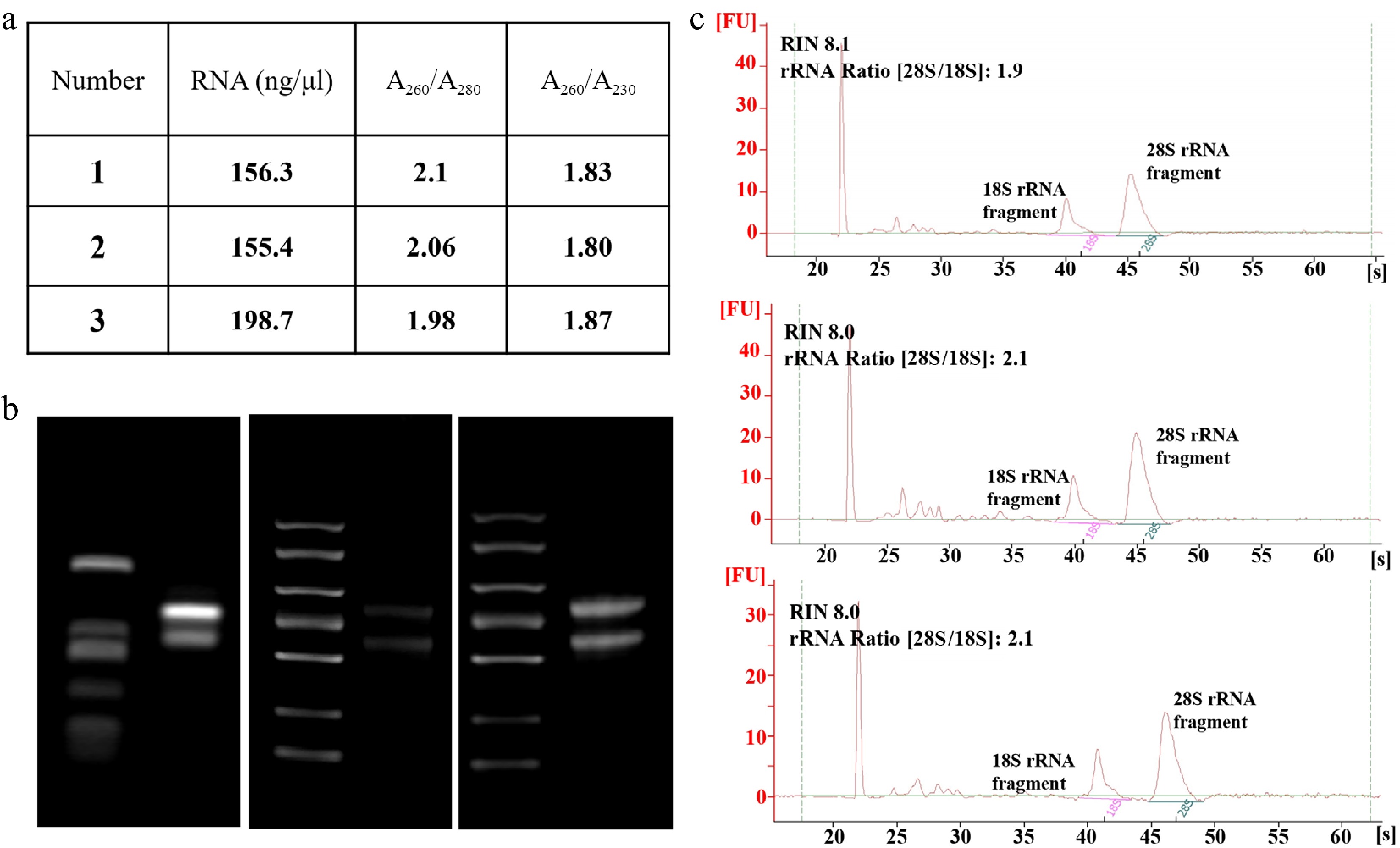 Hibiscus hamabo protoplast cell system for transient gene expression ...