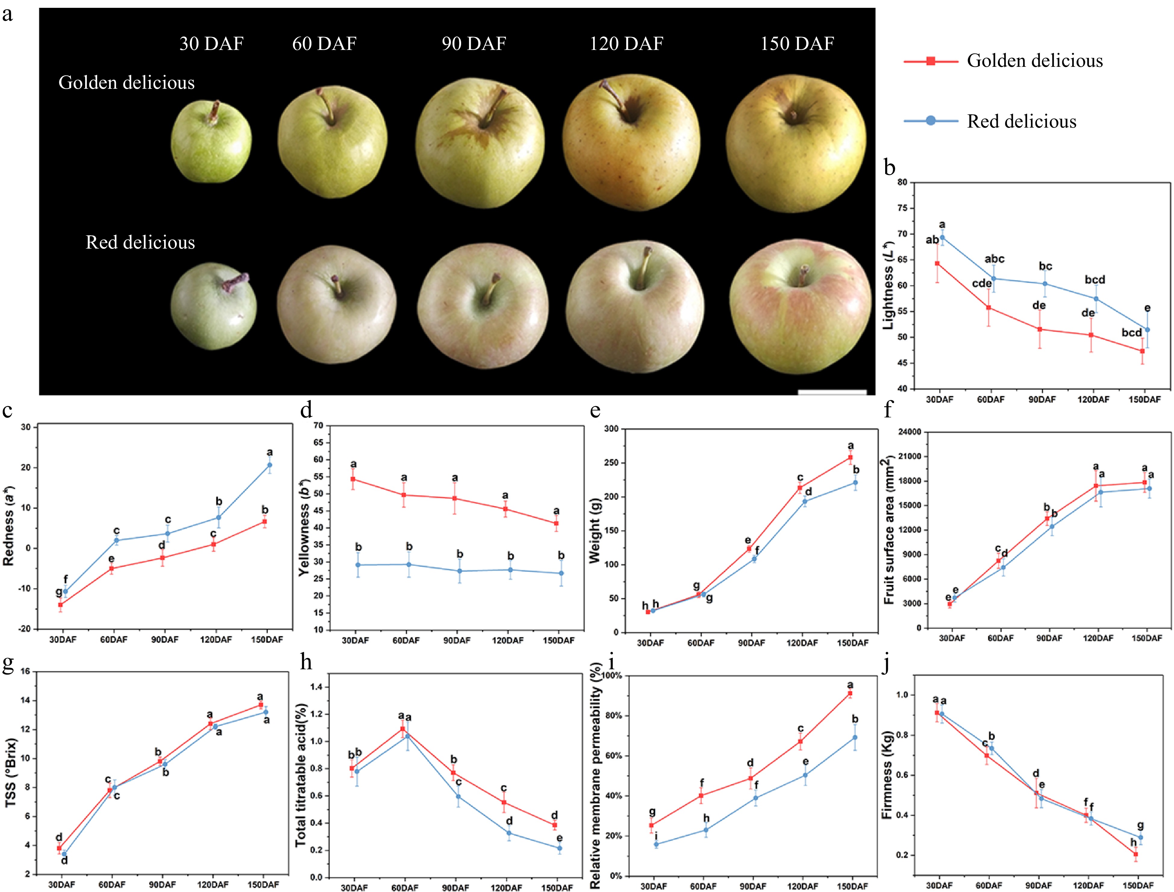 Chemical composition and morphology of apple cuticular wax during fruit