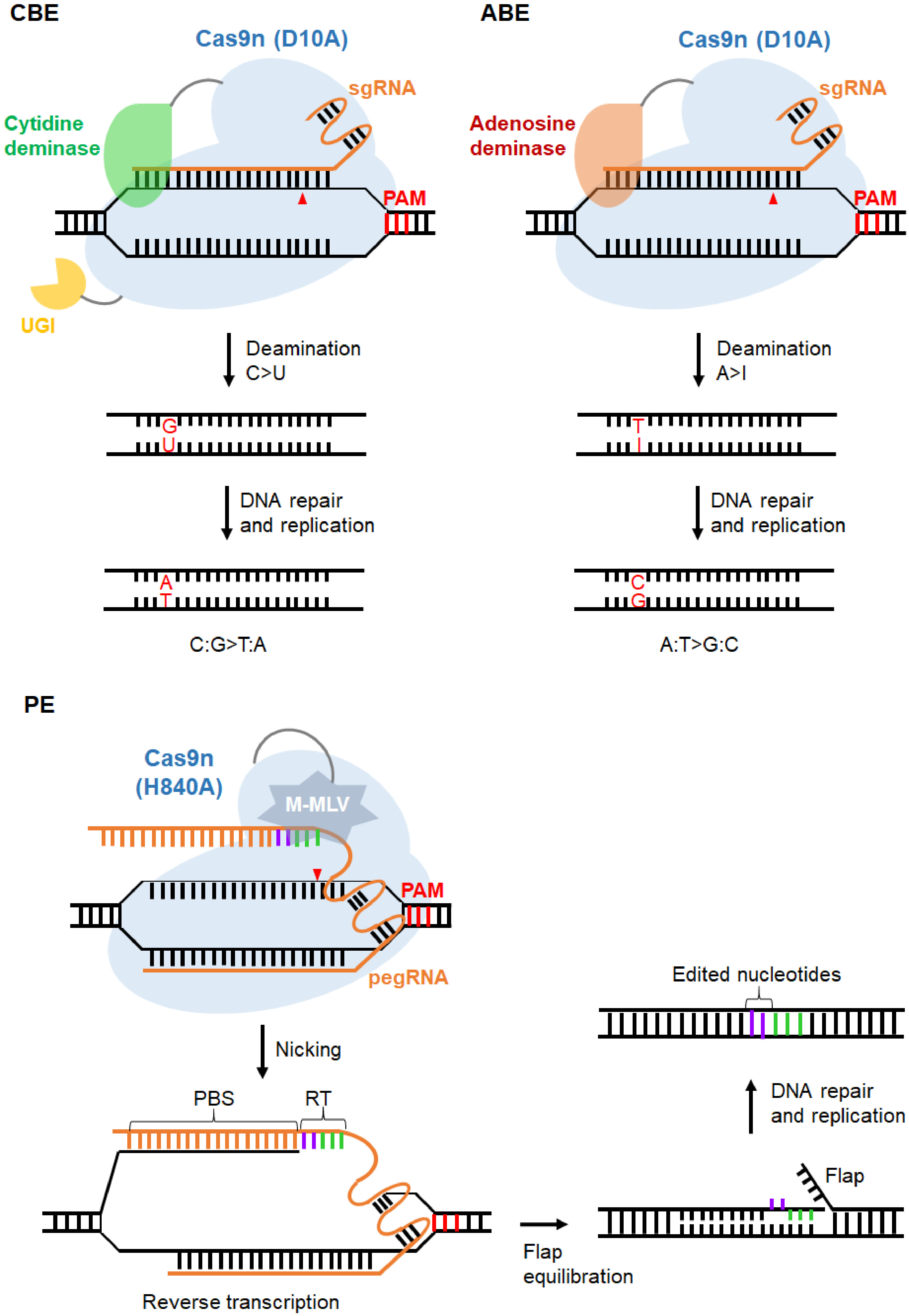 CRISPR/Cas Genome Editing In Grapevine: Recent Advances, Challenges And ...