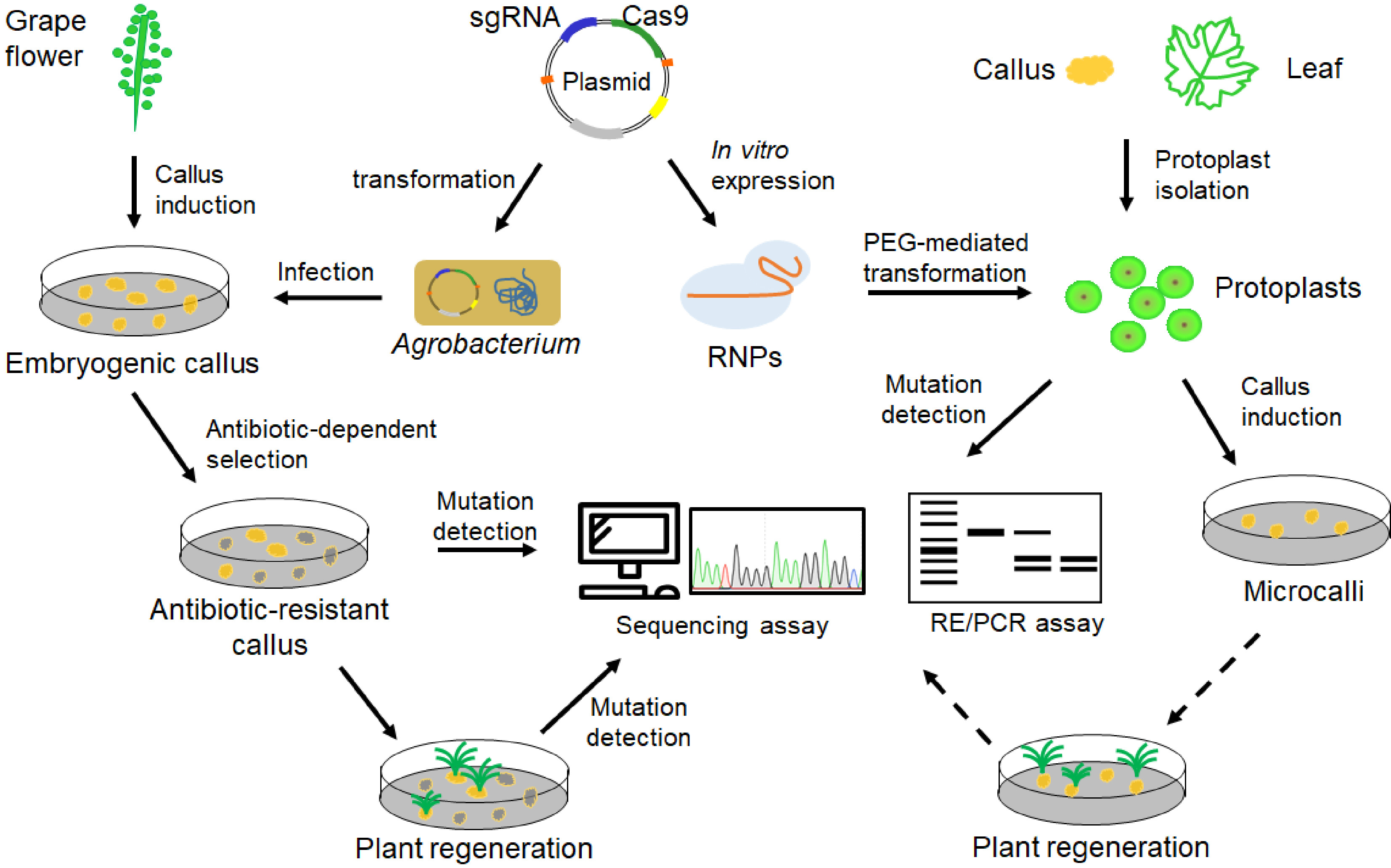 CRISPR/Cas genome editing in grapevine: recent advances, challenges and ...