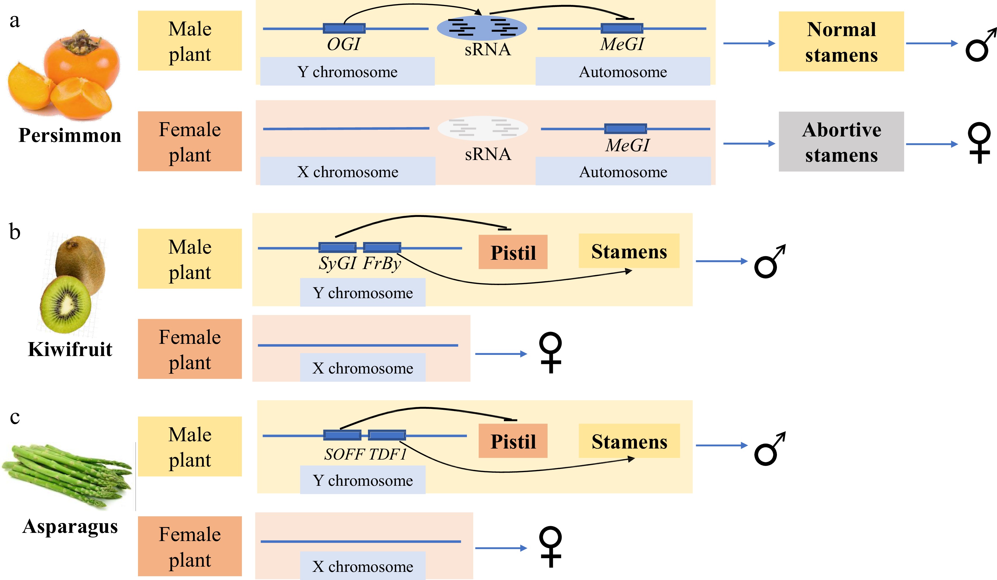 Flower Development And Sex Determination In Horticultural Crops 6692