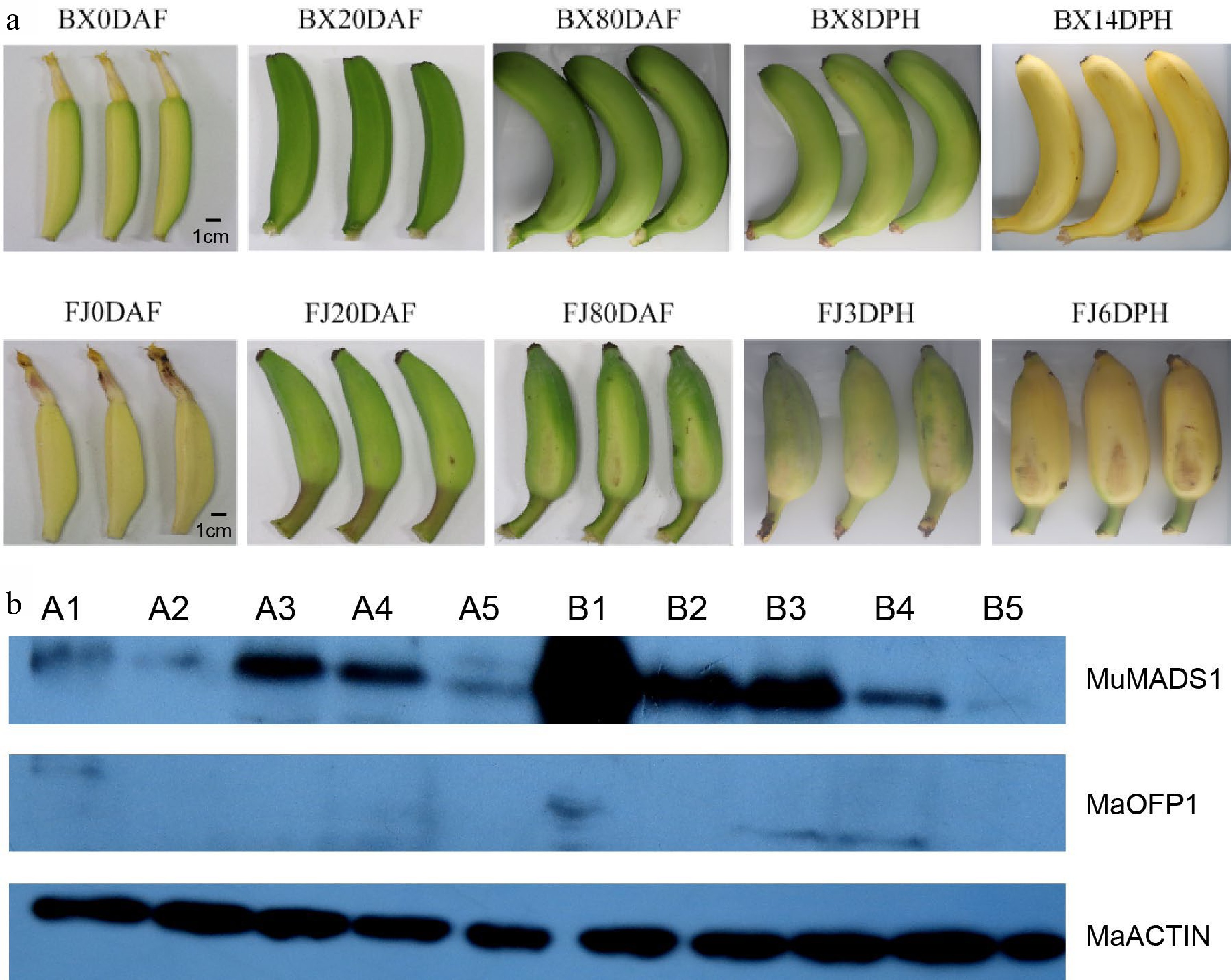 Photo inspiration: Picture Idea: Protein Expression And Fine Interaction Mechanism Of Banana Mumads1 And