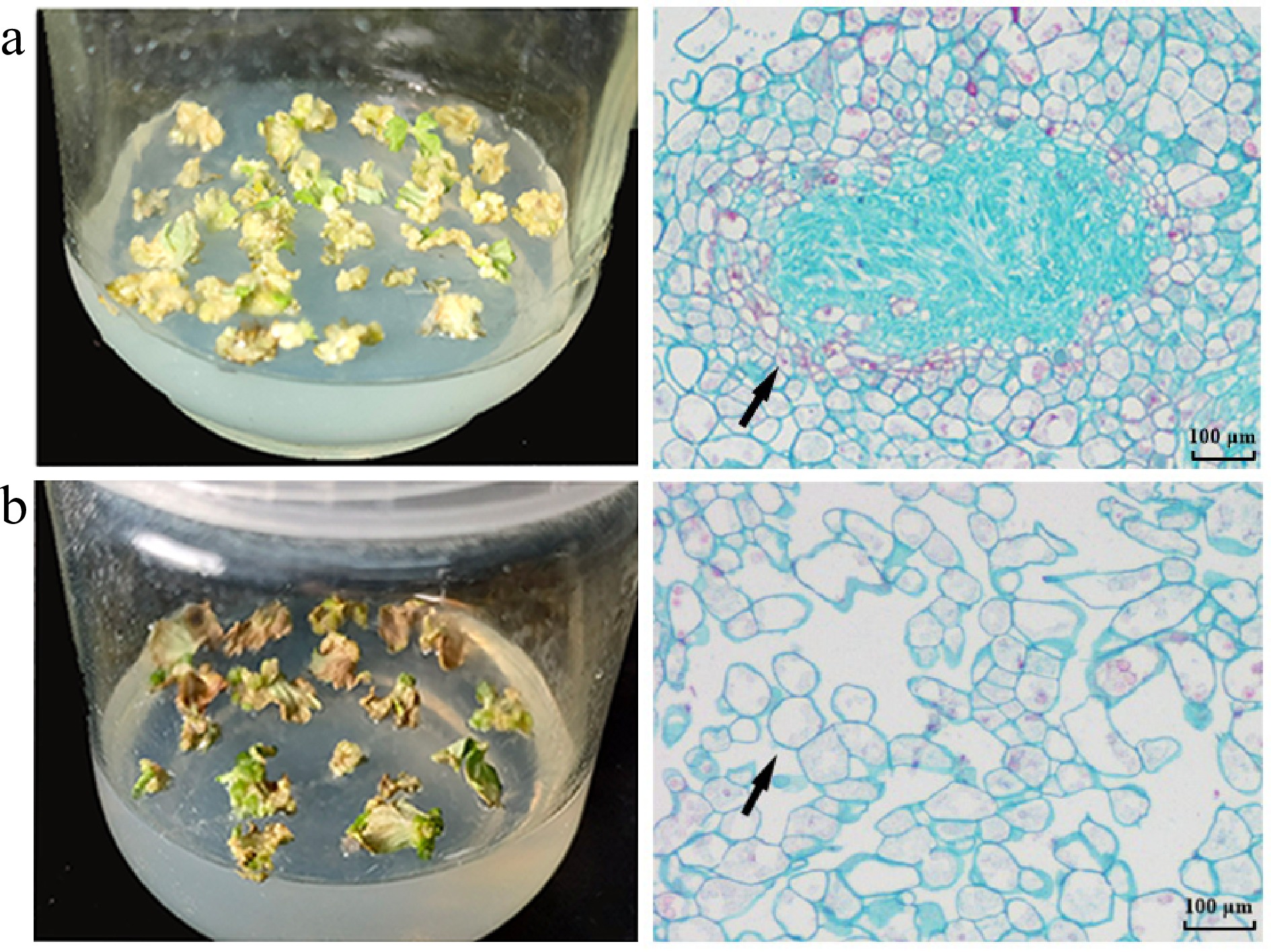 Agrobacterium Microscope Agrobacterium Microscope