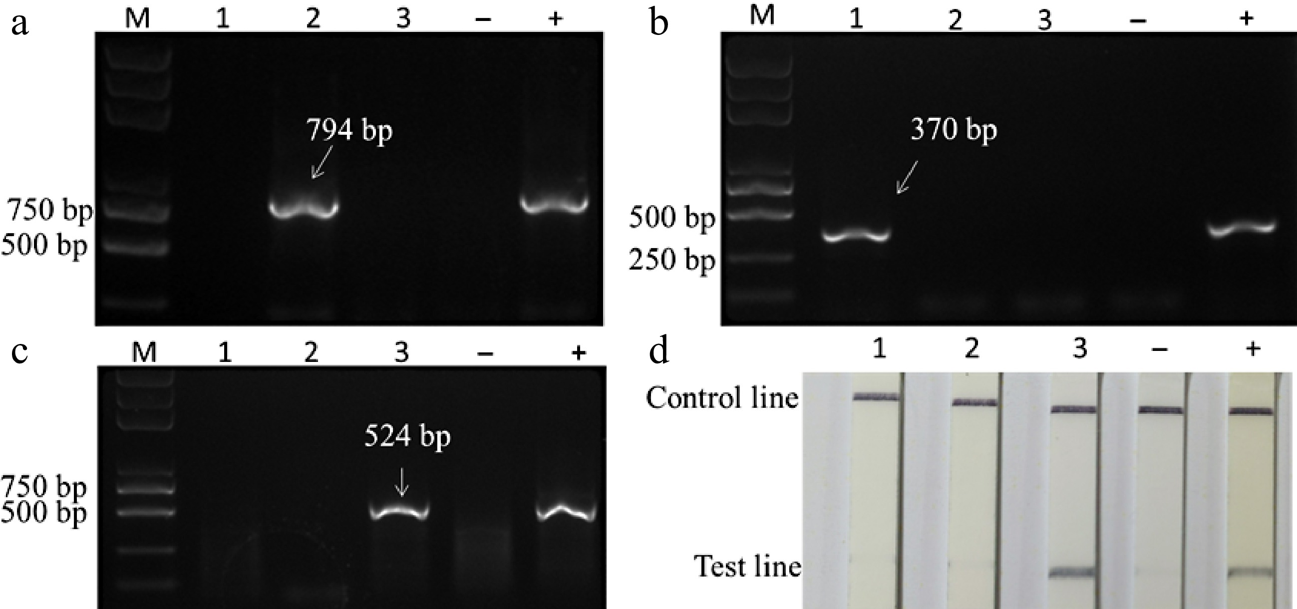Rapid detection of apple stem grooving virus from reverse transcription ...