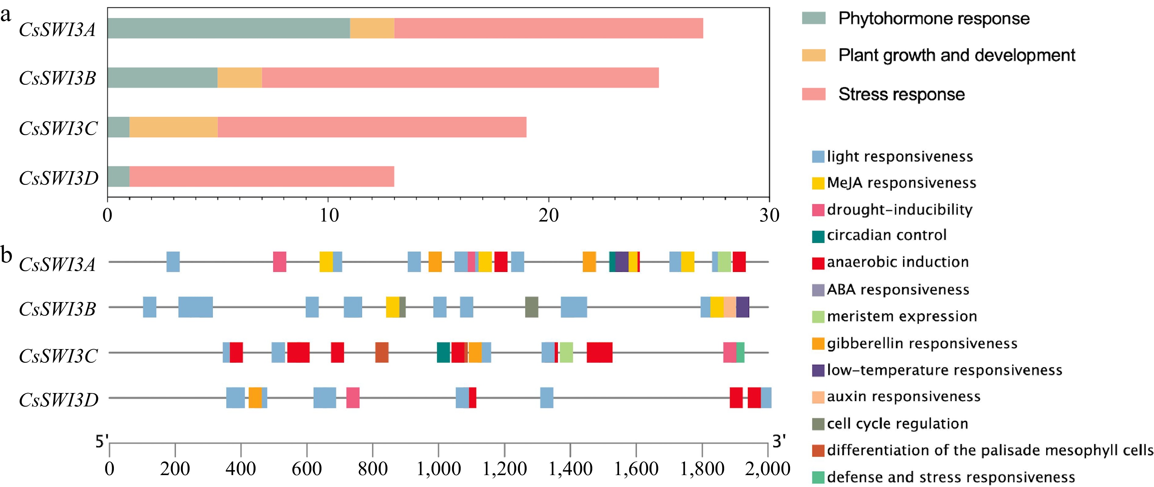 SWI3 subunits of SWI/SNF complexes in Sweet Orange ( Citrus sinensis ...