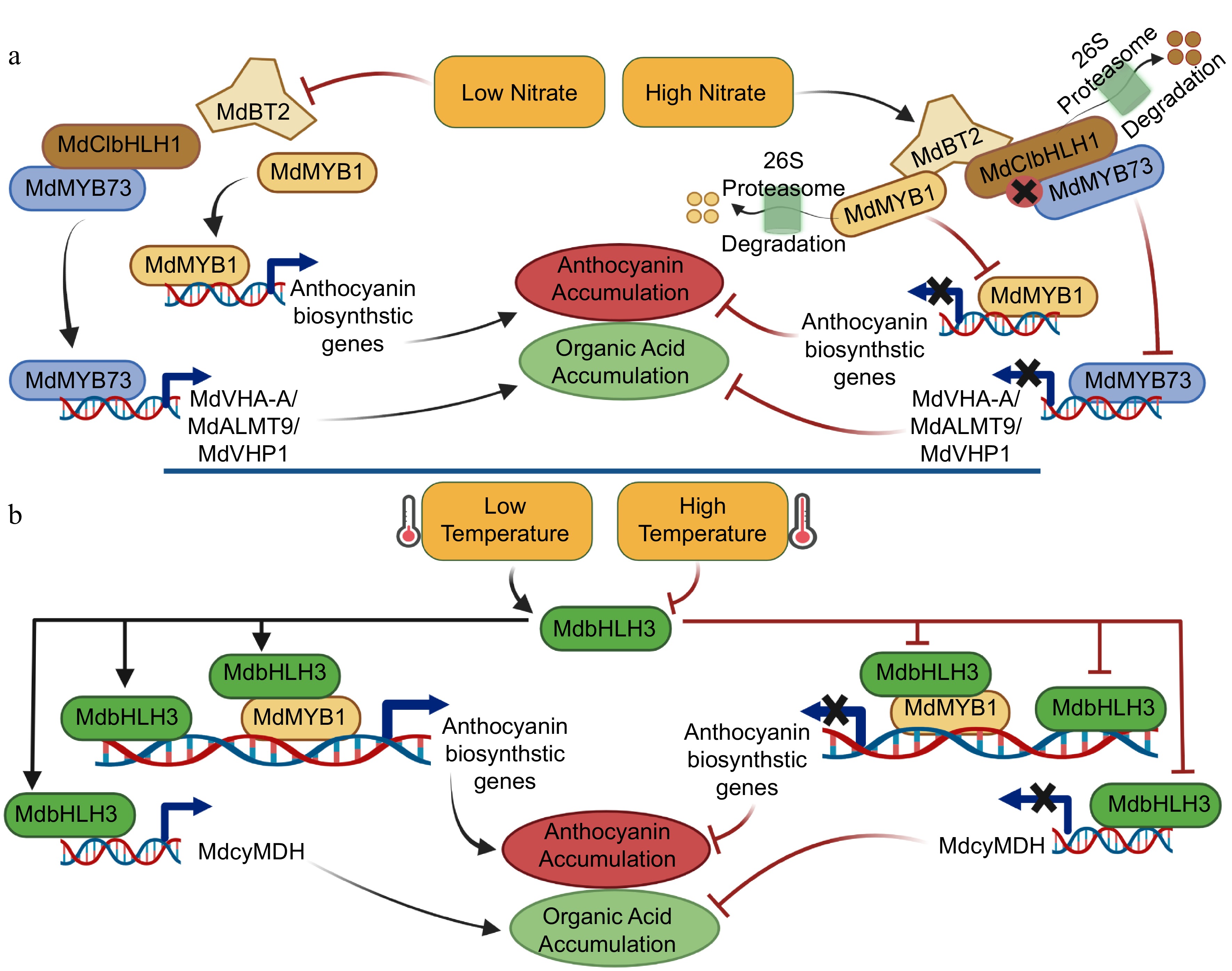 Transcriptional co-regulation of anthocyanin accumulation and acidity ...