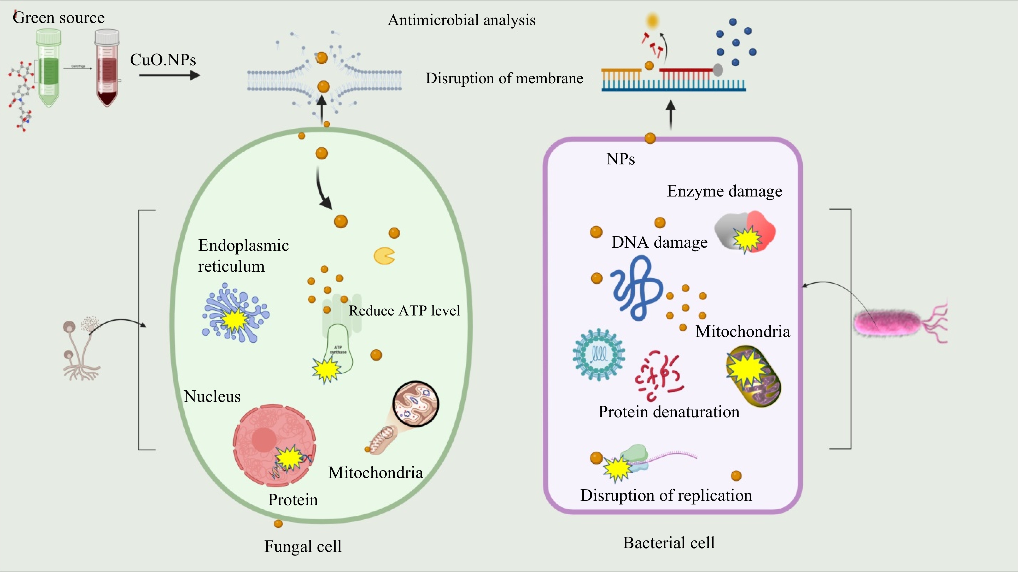 Phyto-fabrication of copper oxide nanoparticles (NPs) utilizing the ...