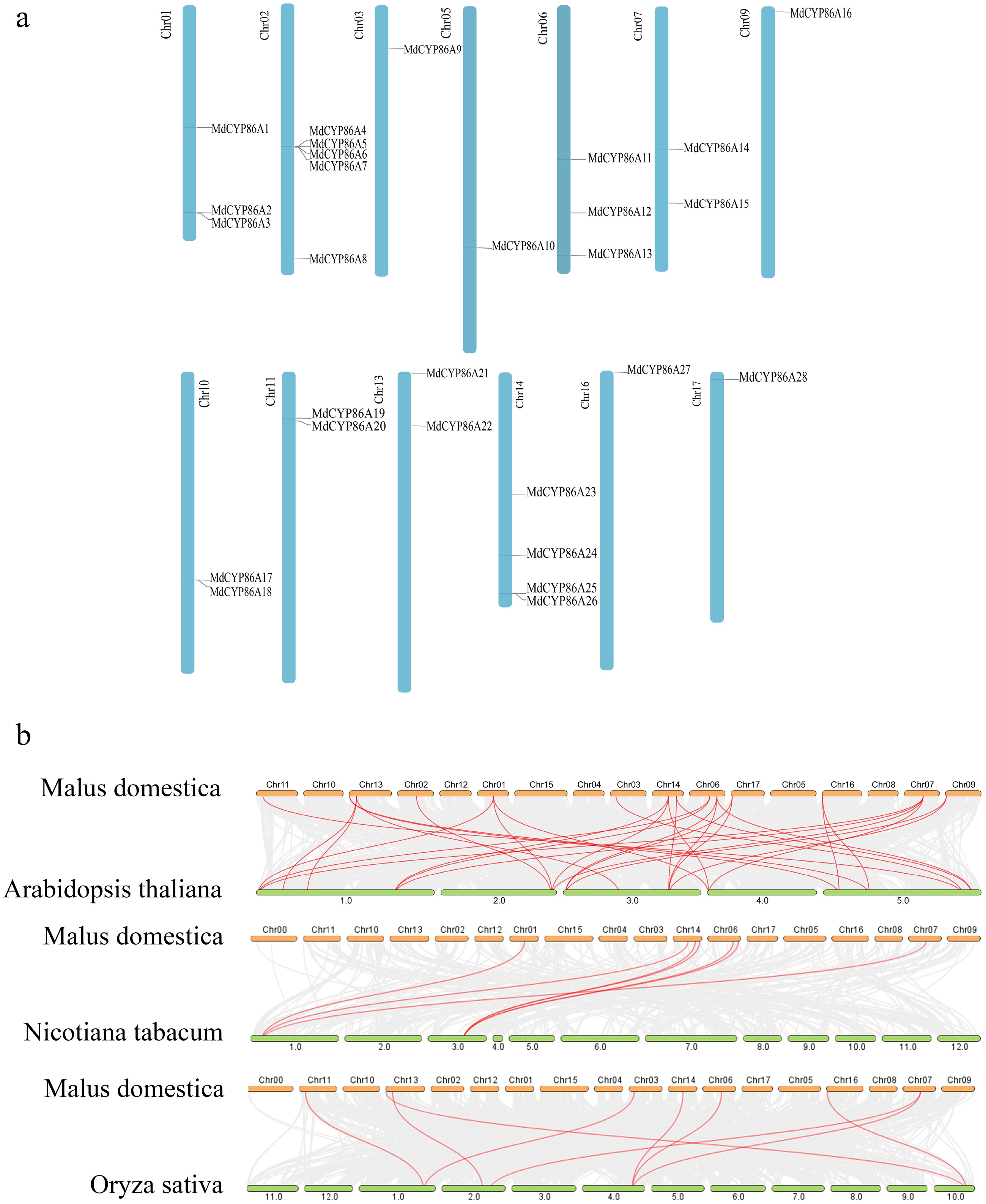 Genome-wide identification and characterization of MdCYP86A family in apple