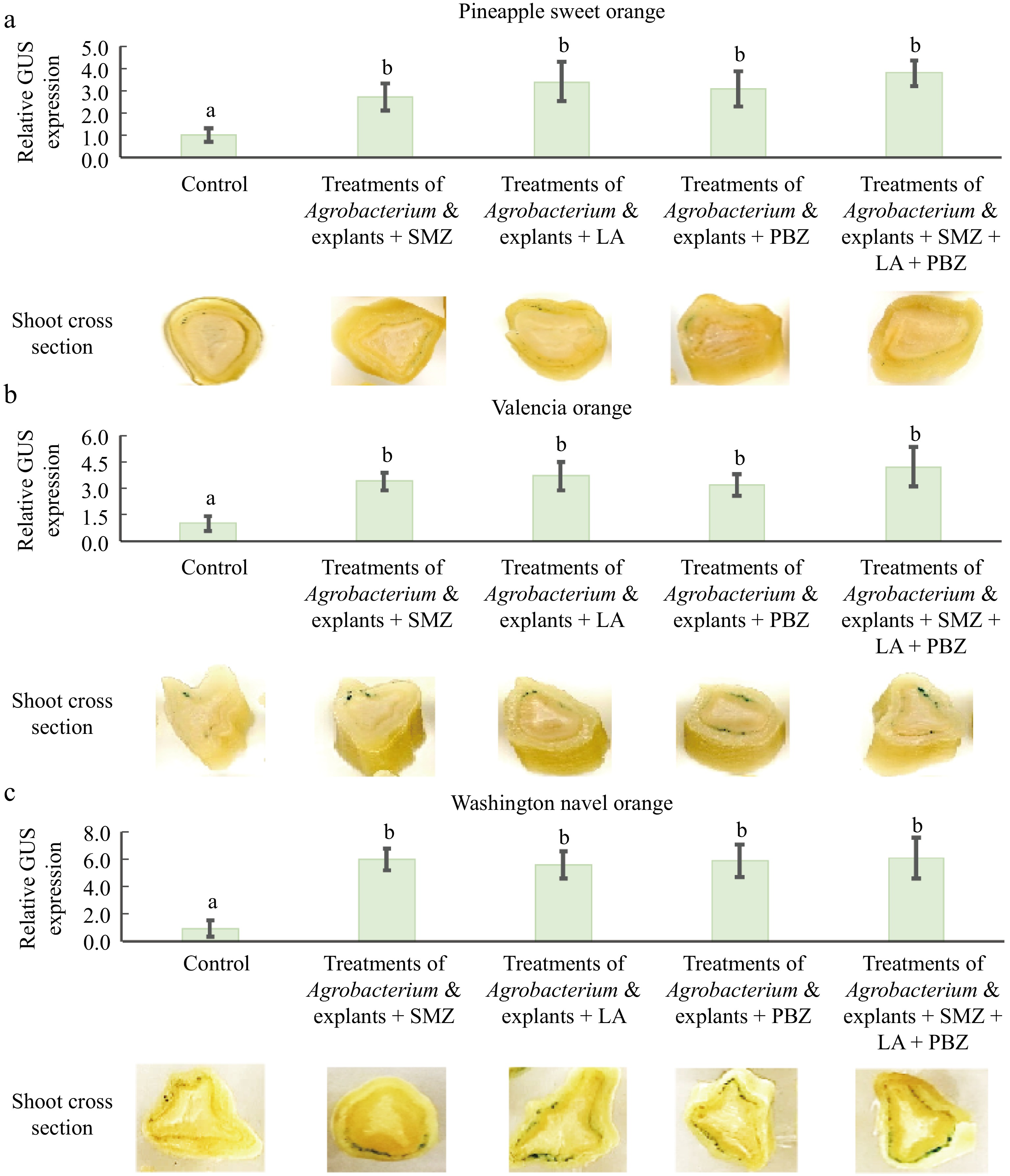 A novel and efficient Agrobacterium -mediated transient gene expression ...
