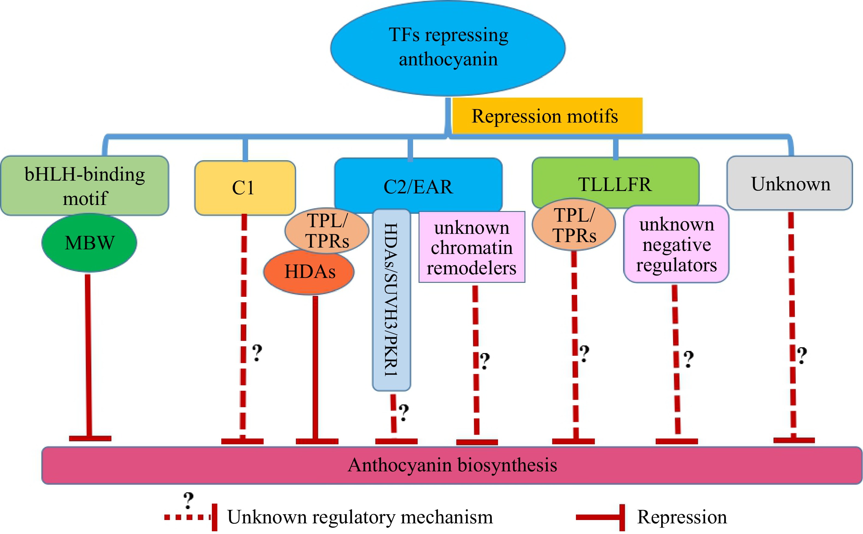 Transcription factors repressing anthocyanin biosynthesis in ...