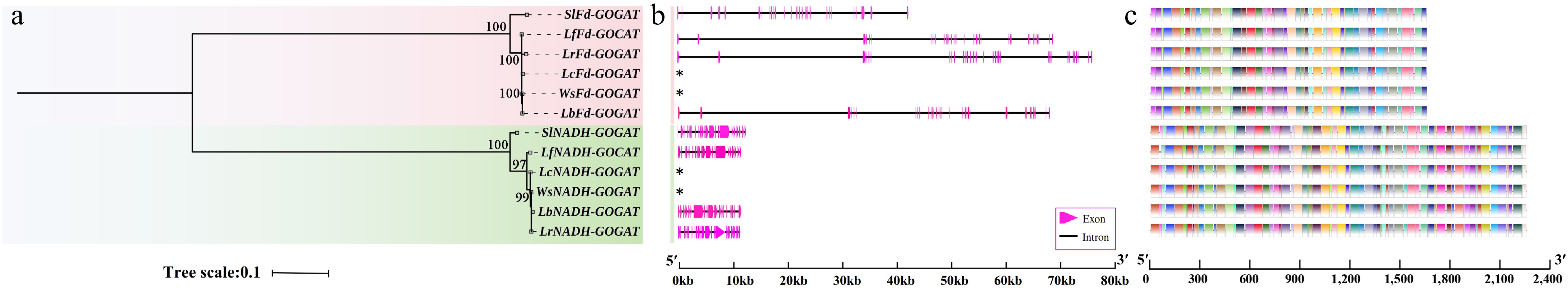 Molecular evolutionary analysis and expression patterns of nitrogen ...