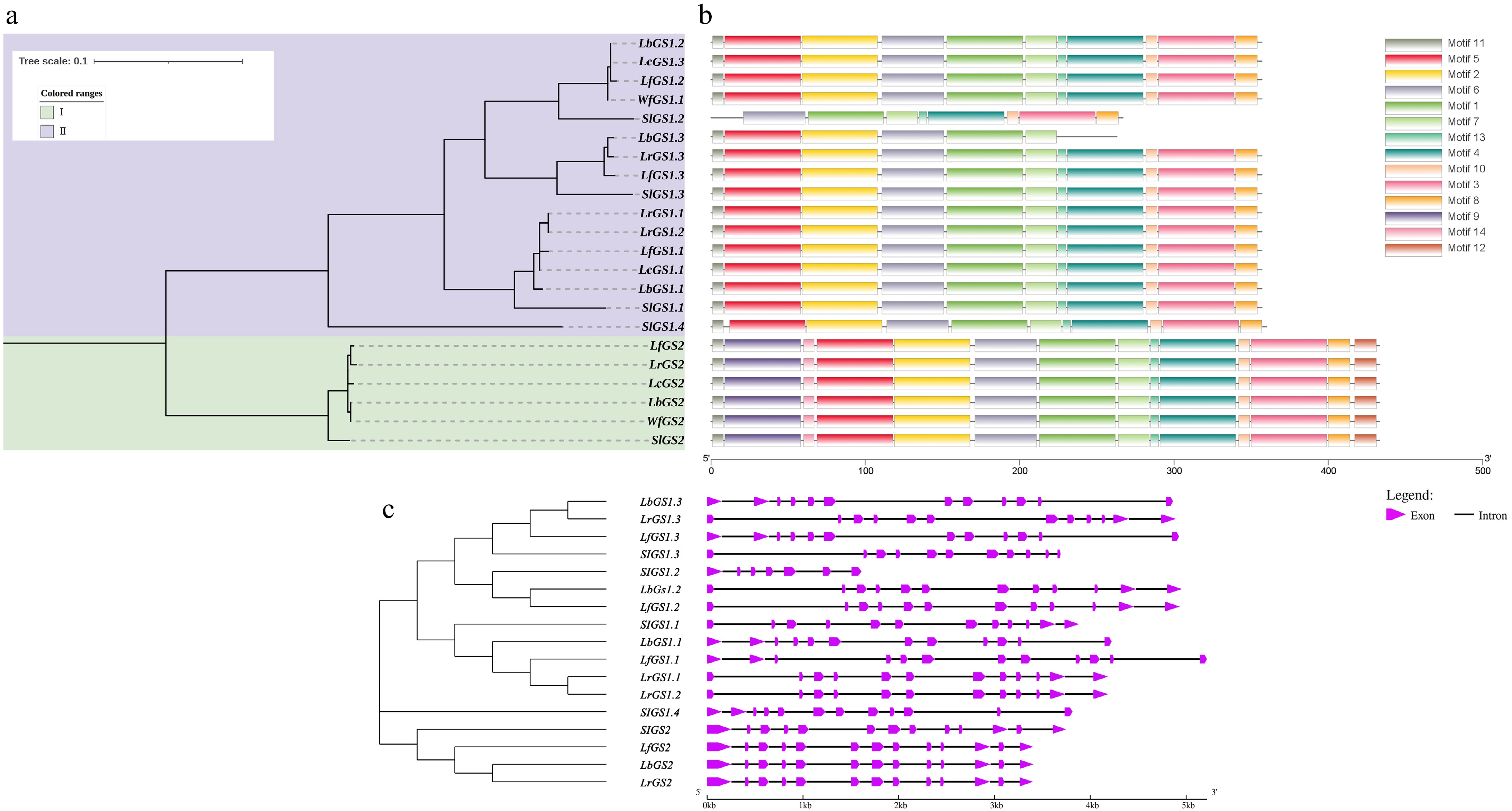 Molecular evolutionary analysis and expression patterns of nitrogen ...