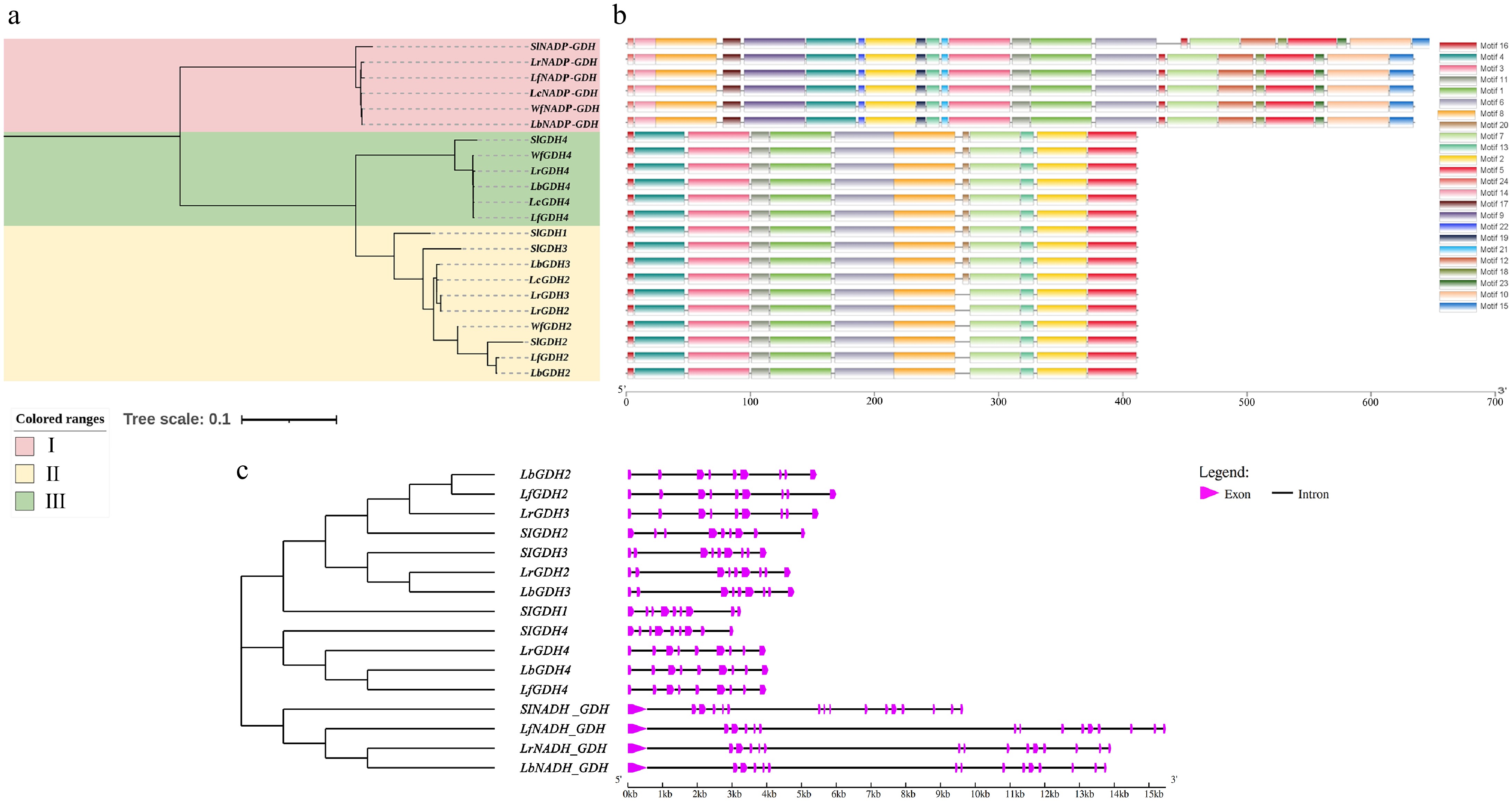 Molecular evolutionary analysis and expression patterns of nitrogen ...