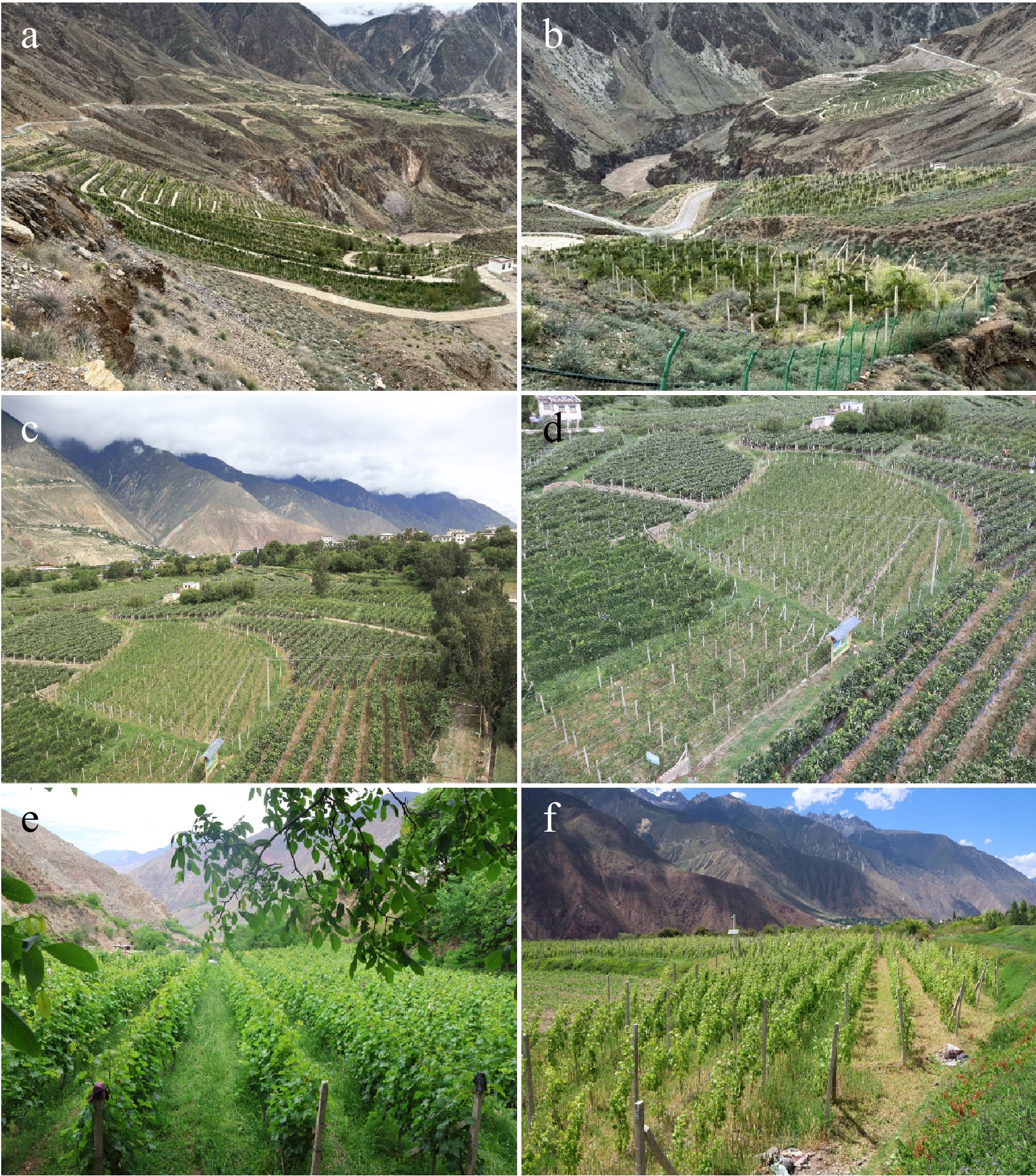 Grapevine cultivation in the Xizang Plateau, the highest-altitude ...