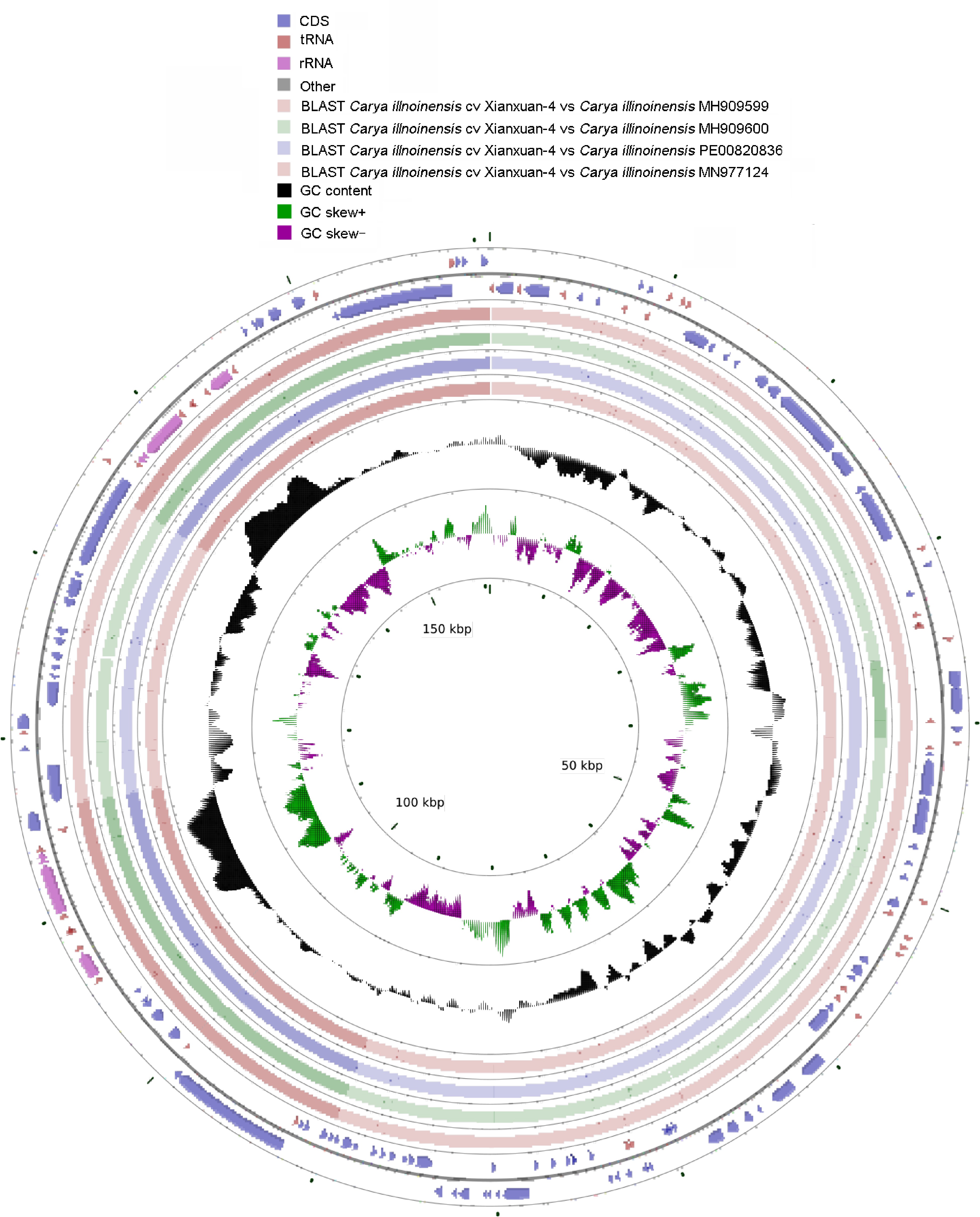 Chloroplast genome sequencing of Carya Illinoinensis cv. Xinxuan-4, a ...