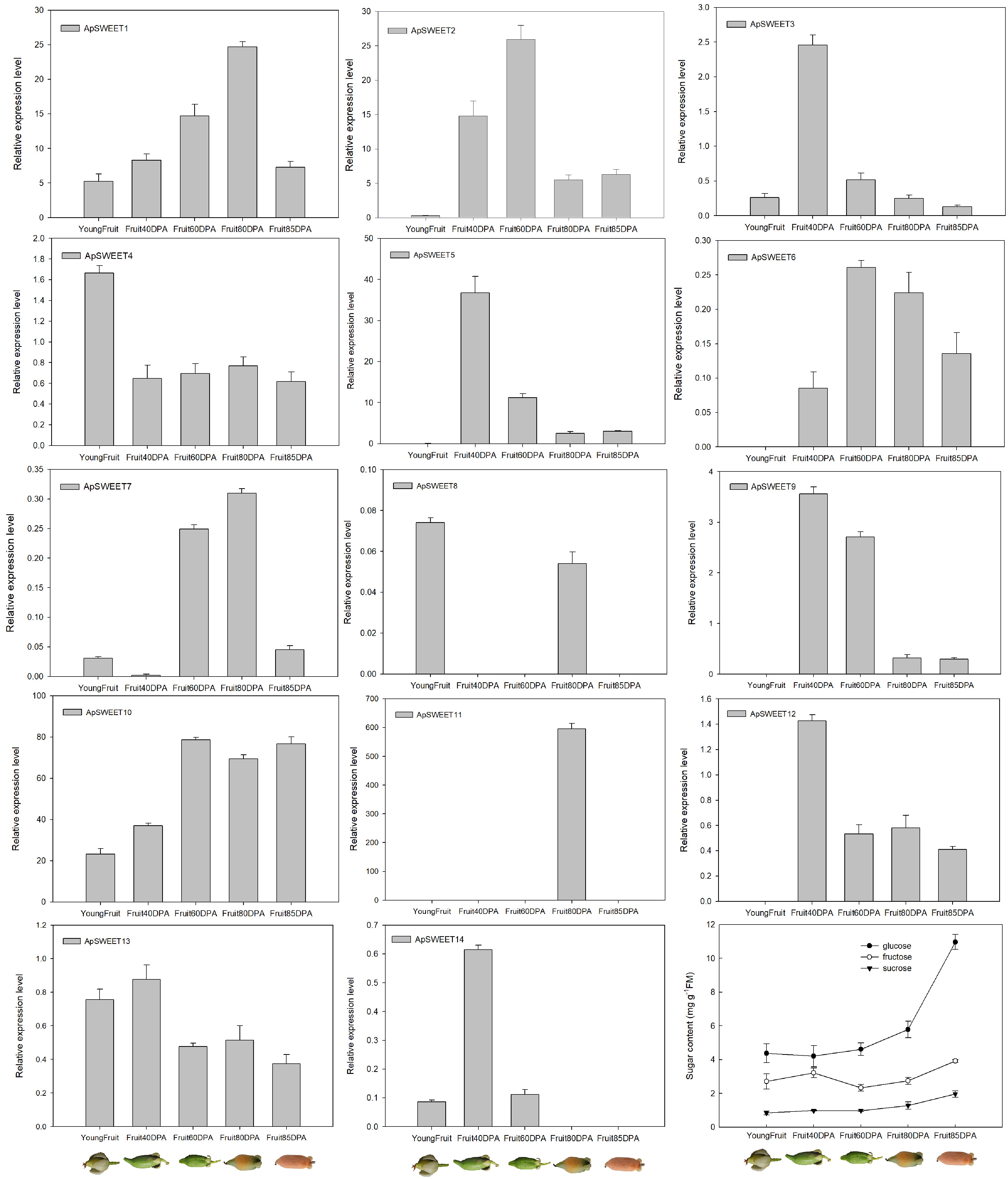 Genome-wide identification and expression profiling of the SWEET family ...