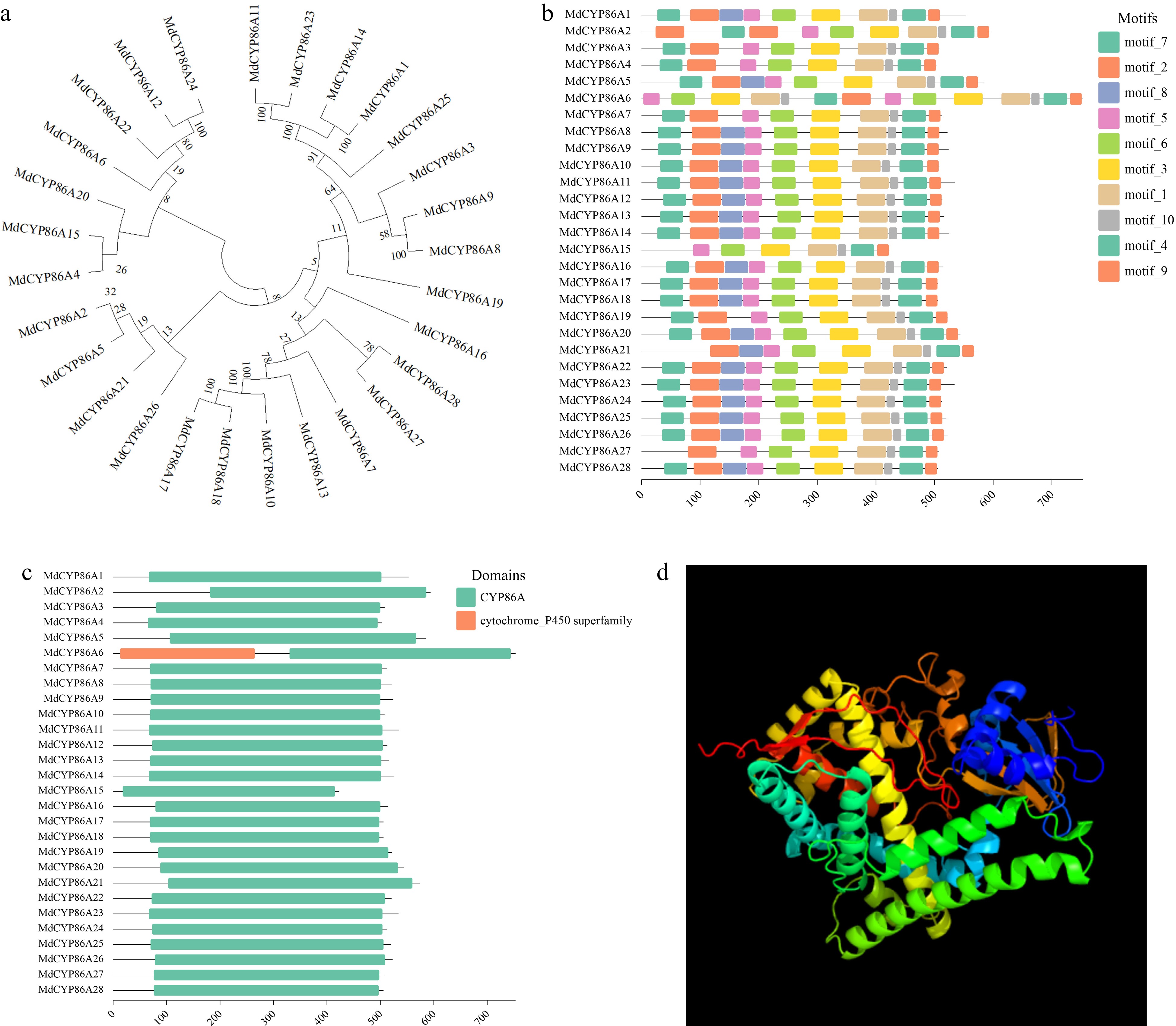 Genome-wide identification and characterization of MdCYP86A family in apple