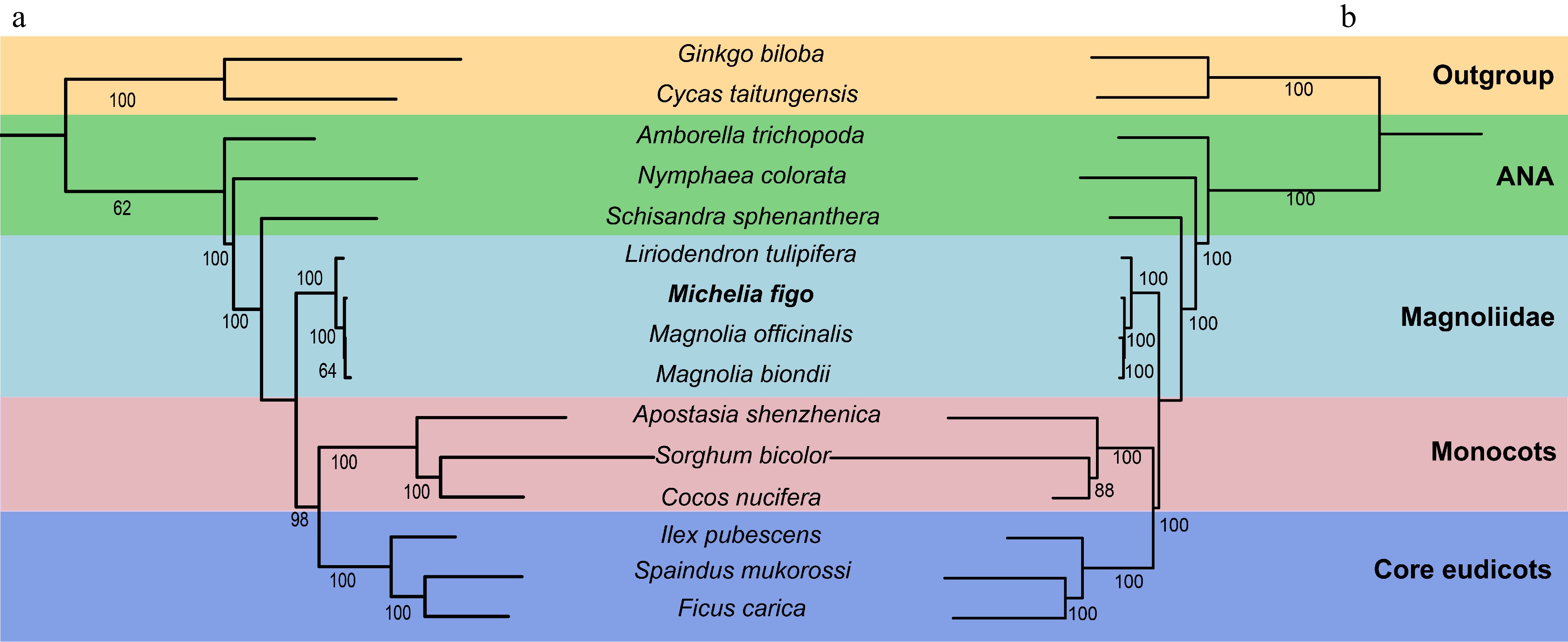 Characterization and comparative analysis of the first mitochondrial ...
