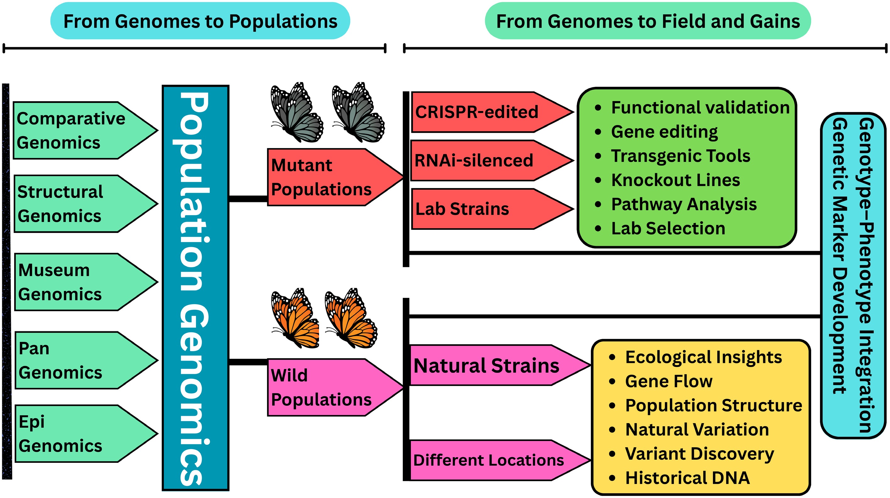 Genomics Insect Surges and insights from the genomics of insect pests