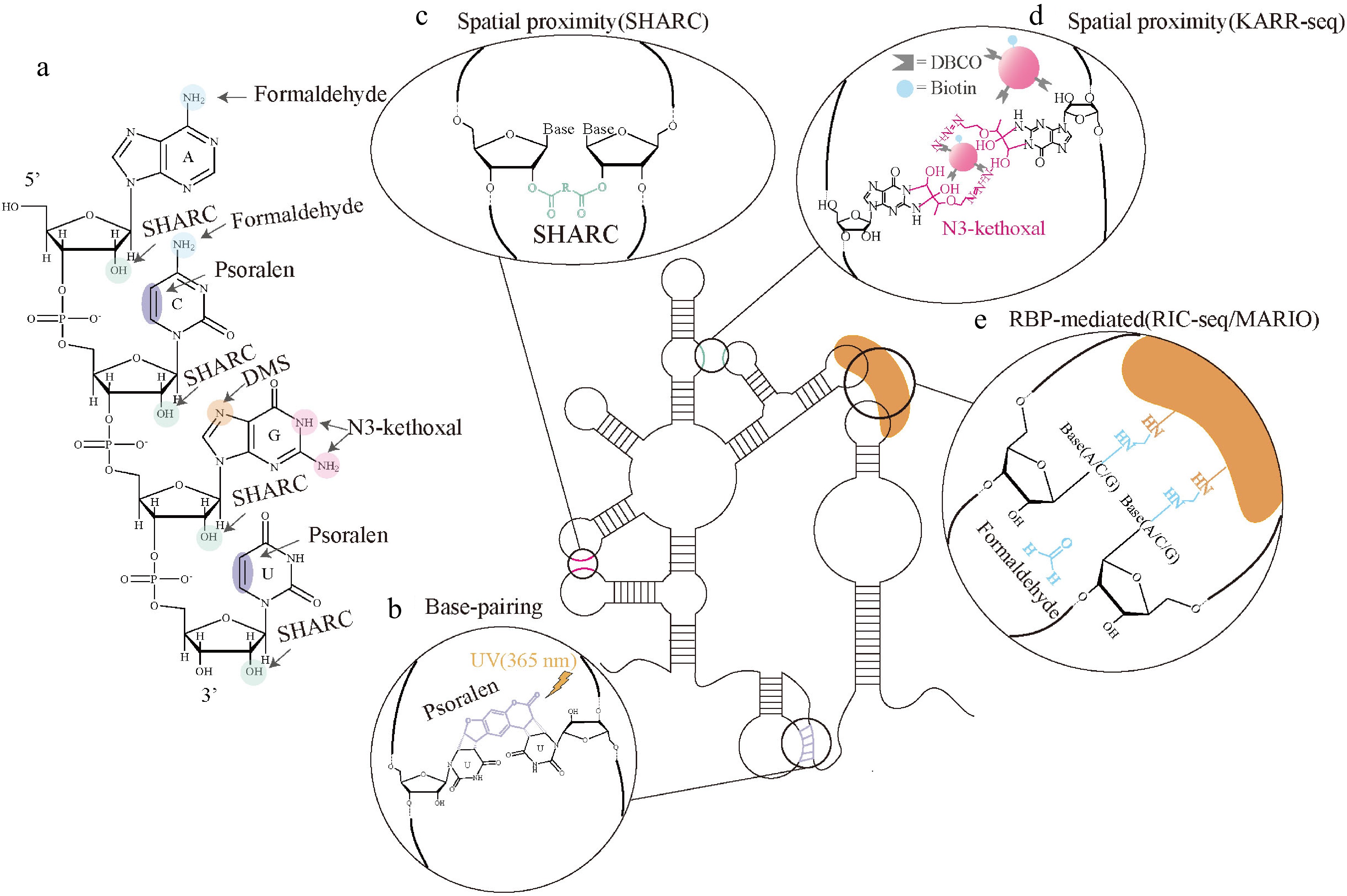 A Rna Structure From structural probing to predictive modeling high-throughput ...