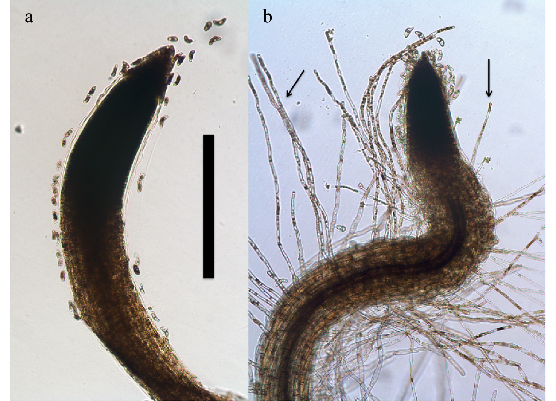 endophytic-bacteria-in-grass-crop-growth-promotion-and-biostimulation