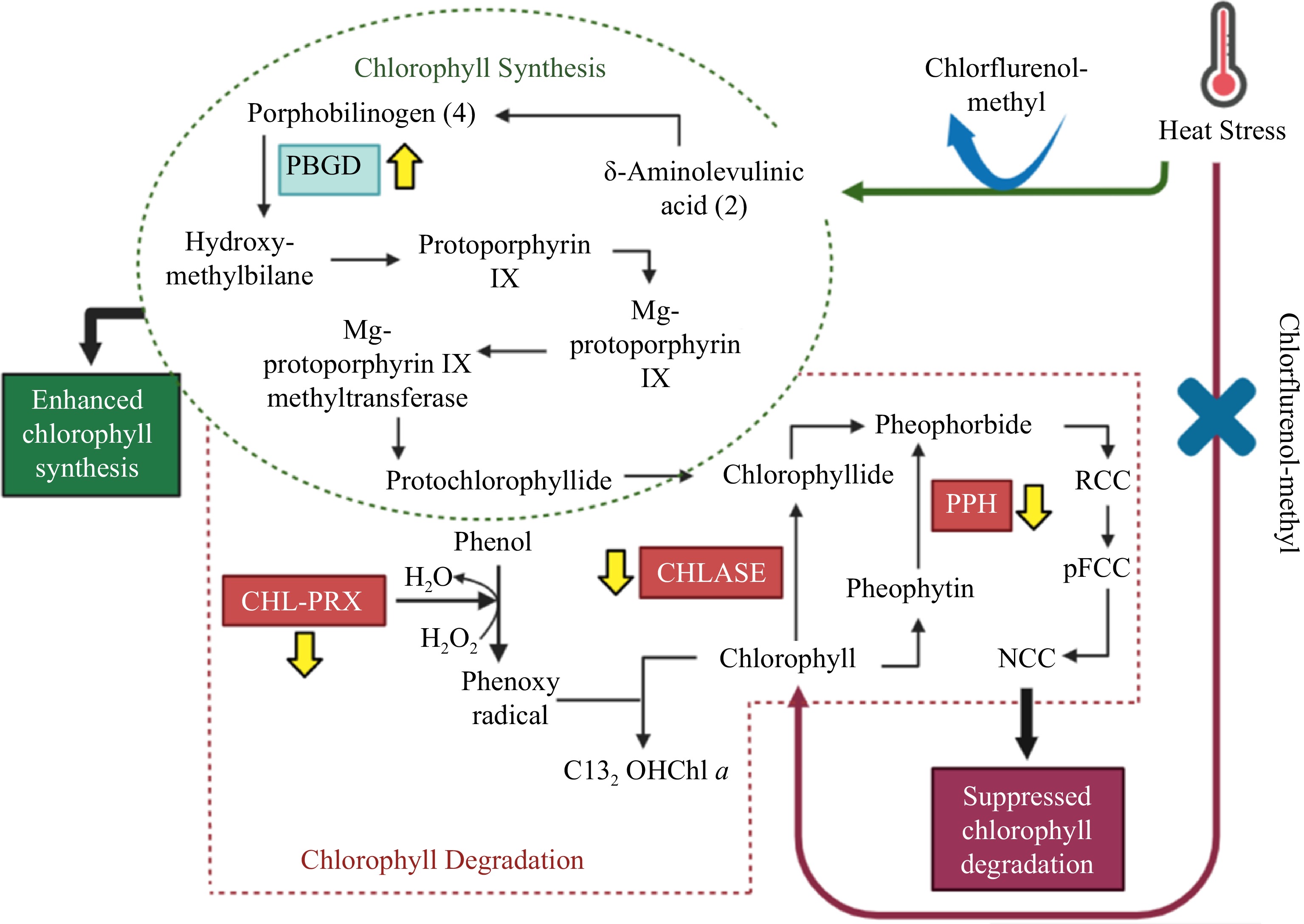 Regulatory roles of morphactin on suppressing chlorophyll degradation ...