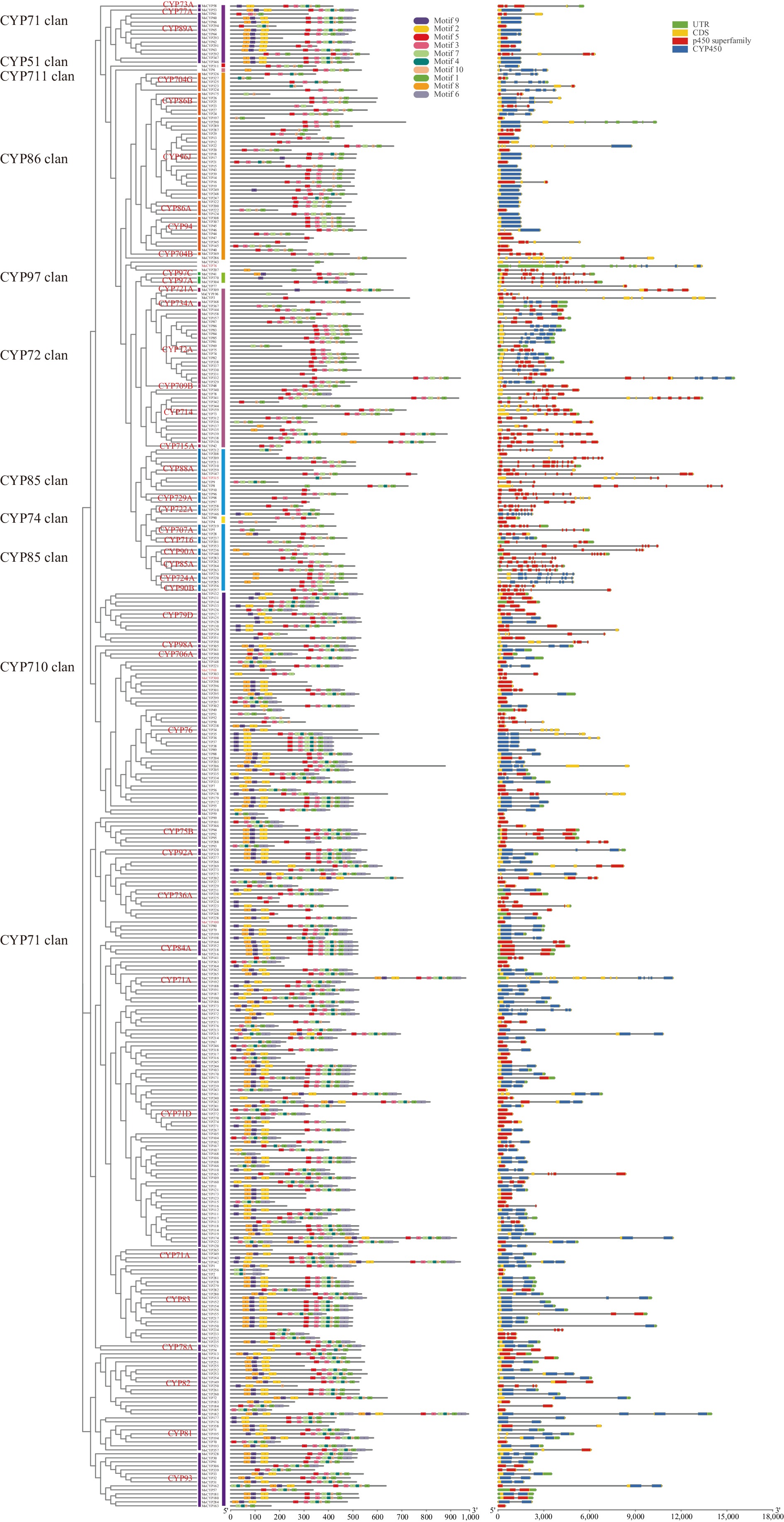 Genome-wide identification of the cytochrome P450 family and analysis ...