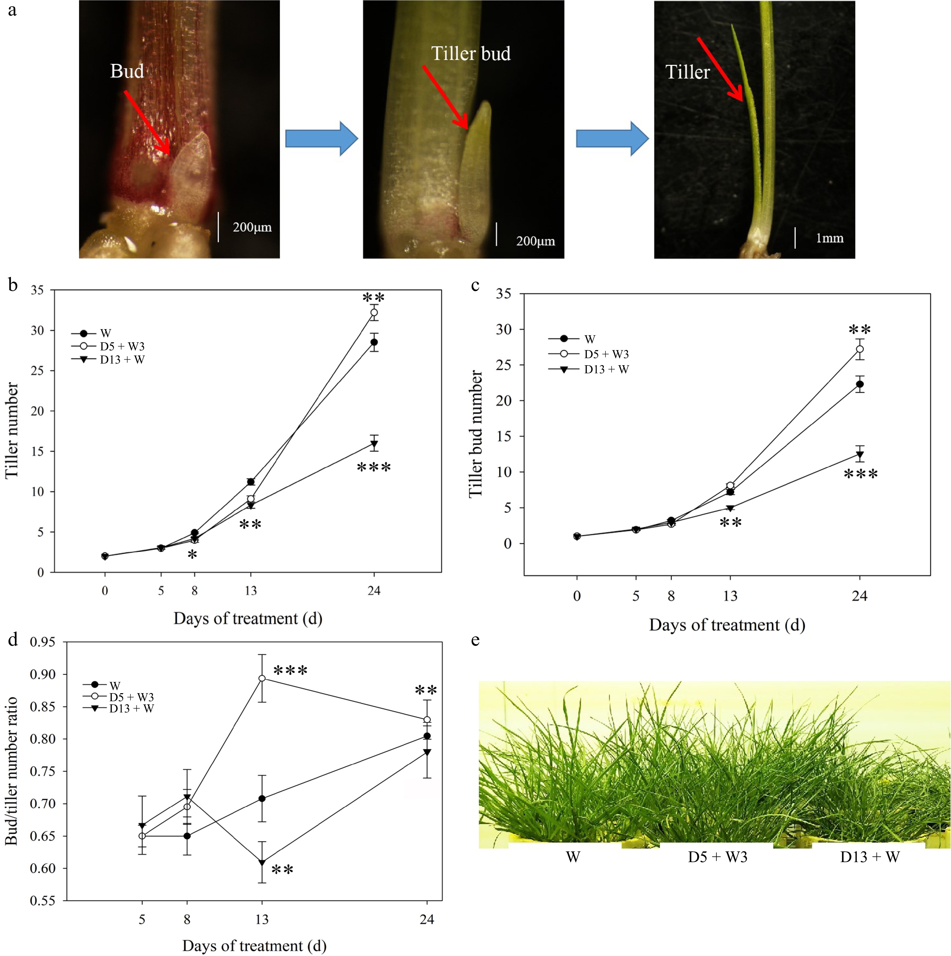 Transcriptional reprogramming of genes related to bud dormancy