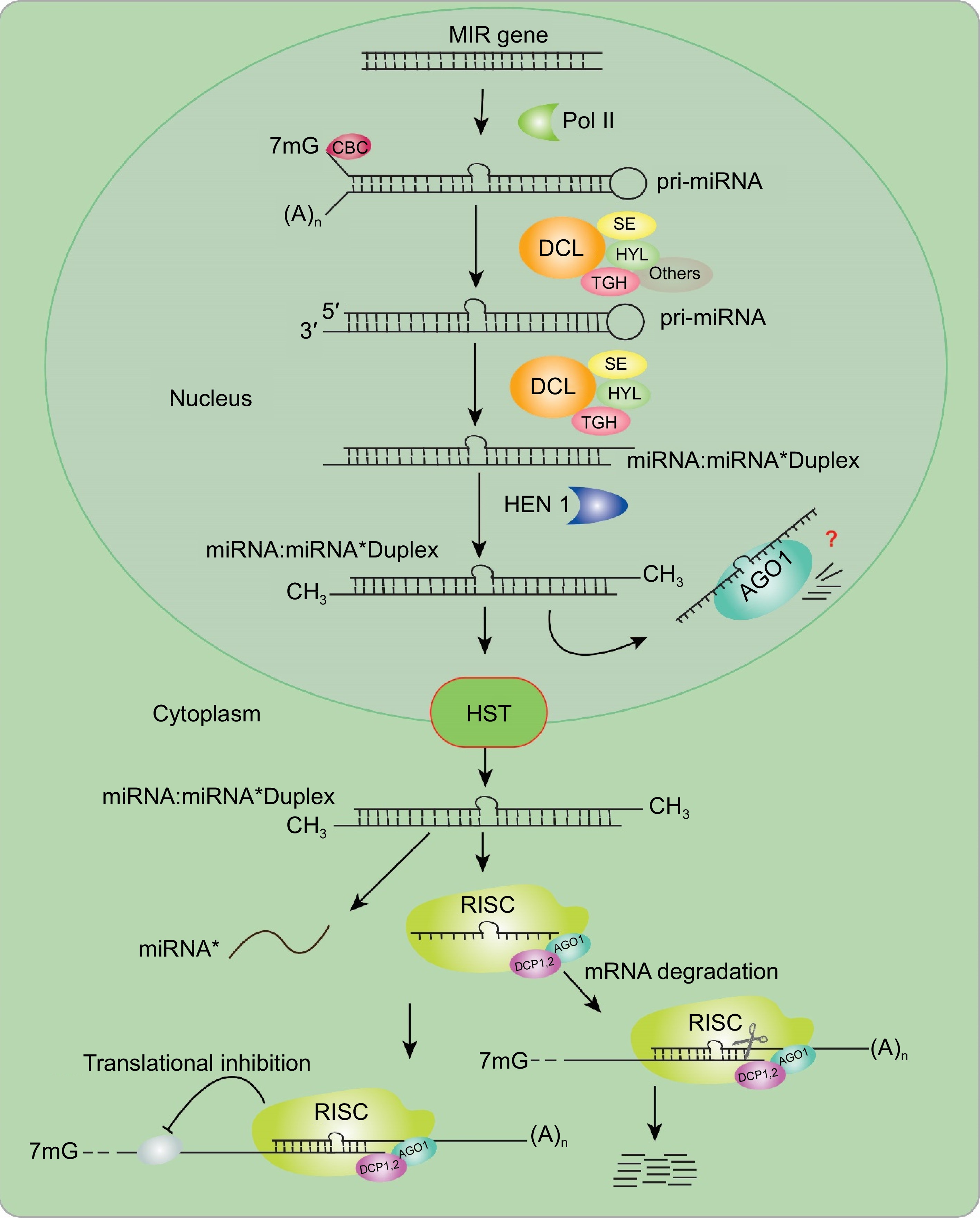 MicroRNA regulation and environmental sensing in grasses Biology Diagrams
