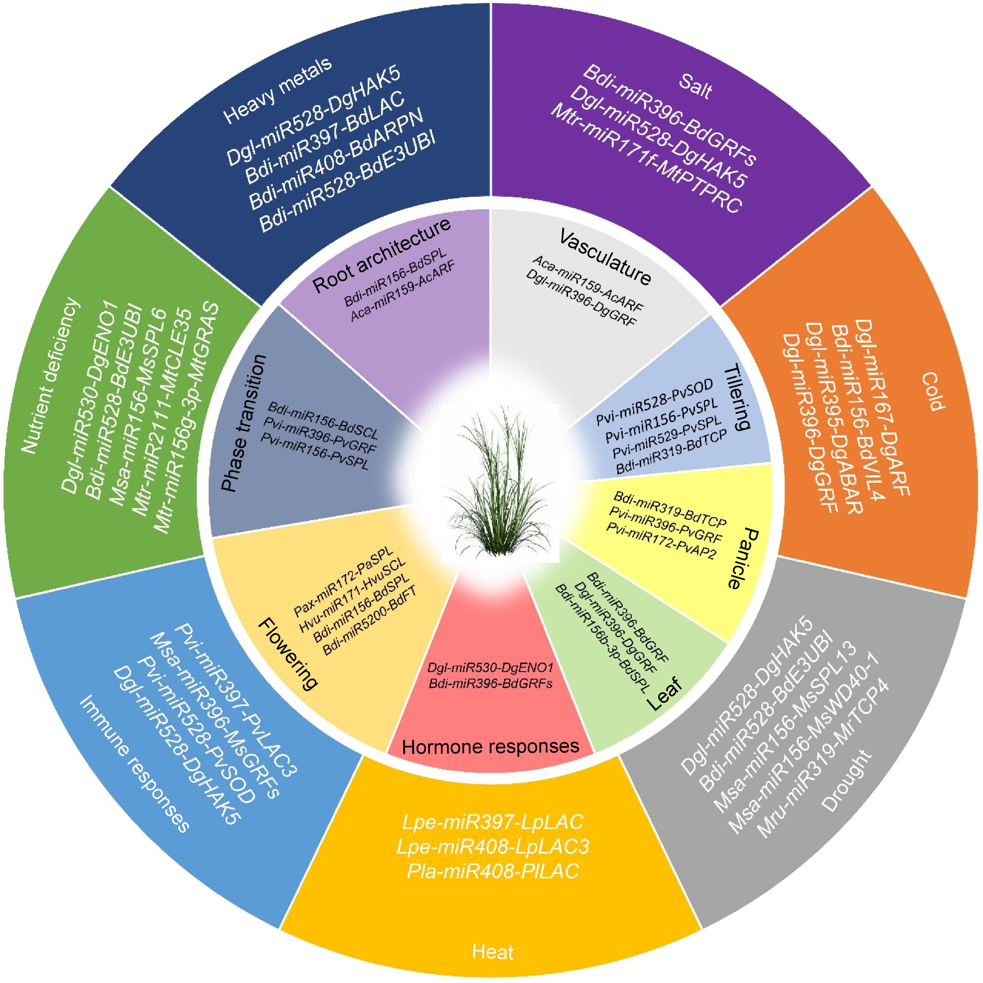 MicroRNA regulation and environmental sensing in grasses