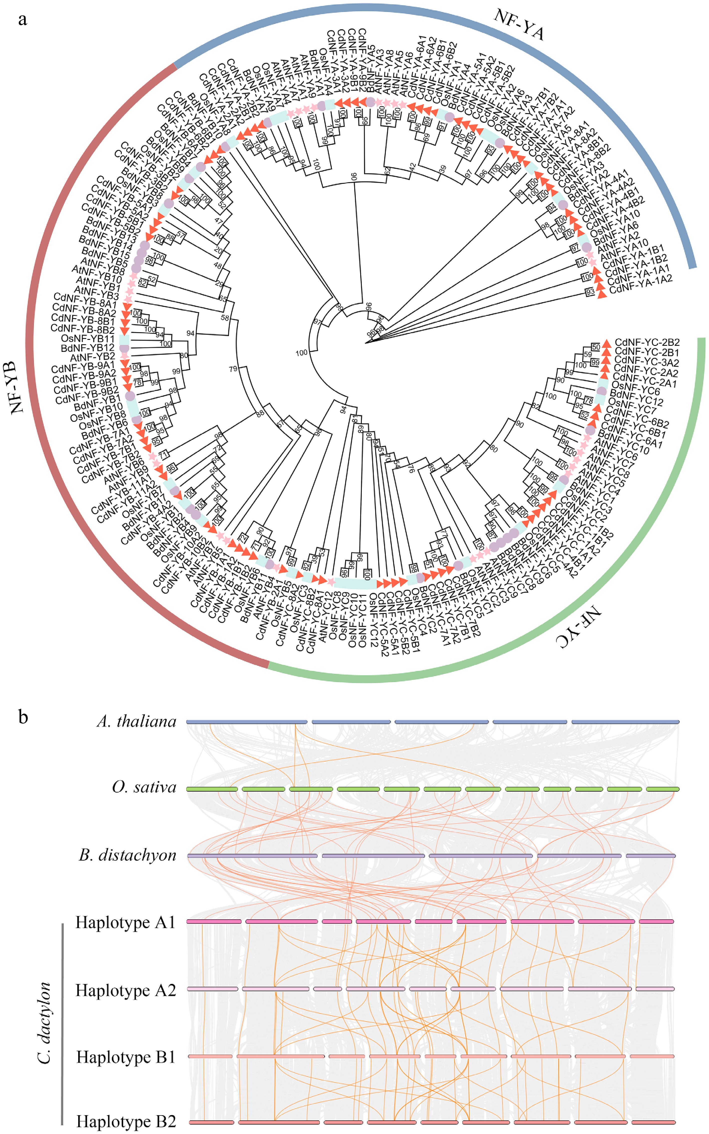 Genome-wide analysis of the nuclear factor Y ( NF-Y ) gene family in ...