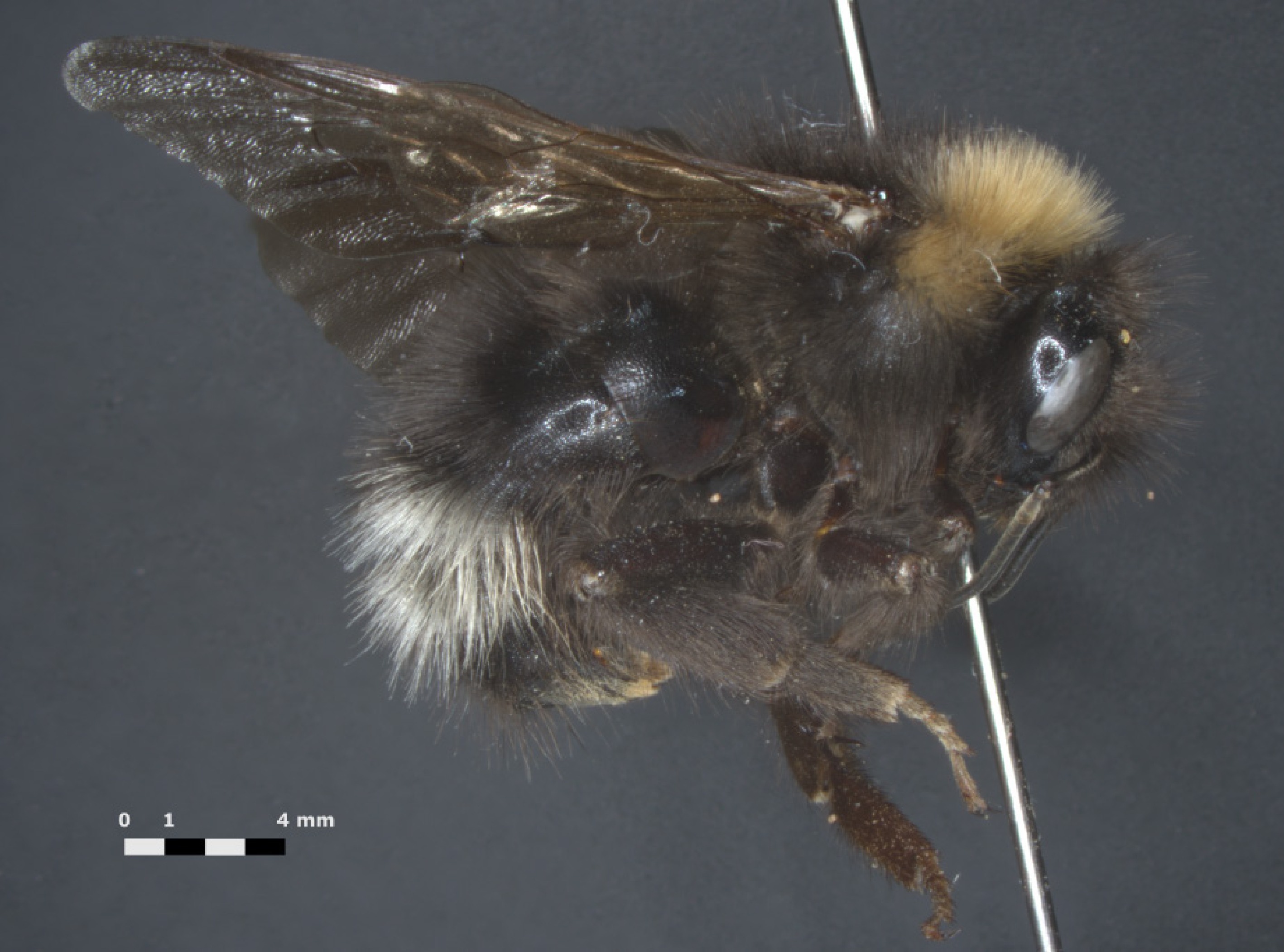 Integrating evidence to disentangle multiple cryptic speciation events ...