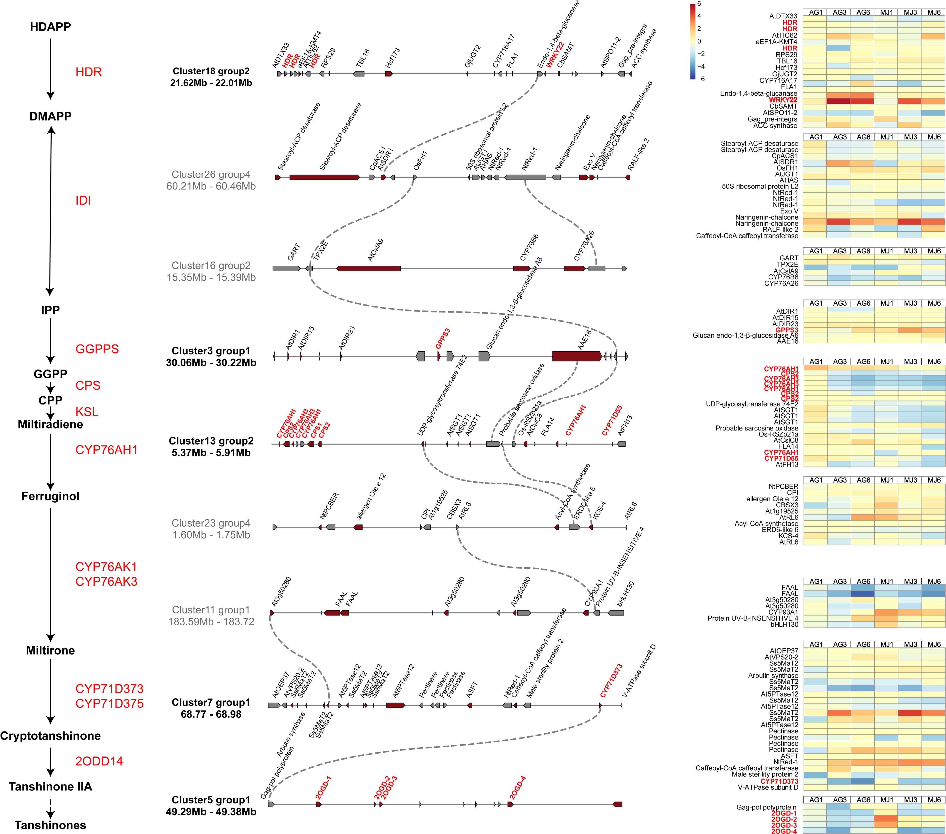 Transcriptomic analysis provides insight into the regulation mechanism ...